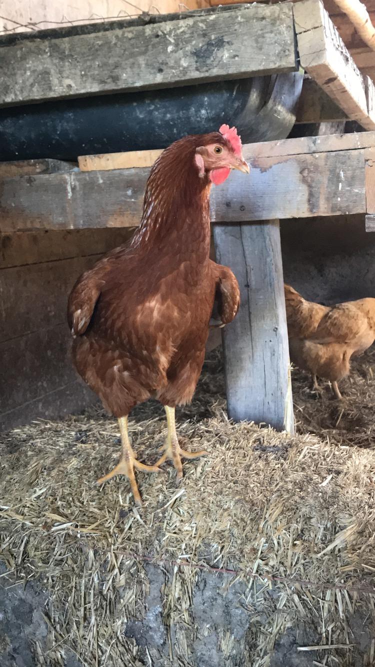 Chicken stands like this when it’s hot outside Is she airing out her