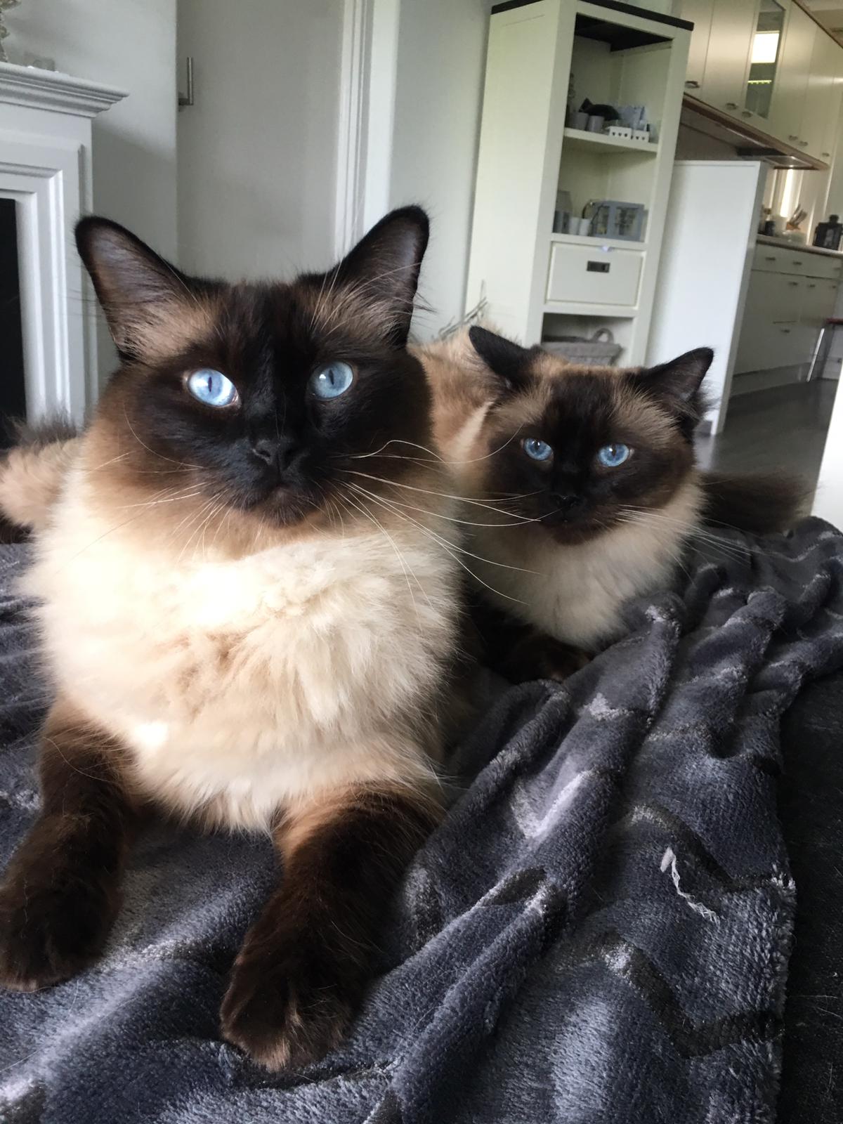 My cute fur babies r/cats
