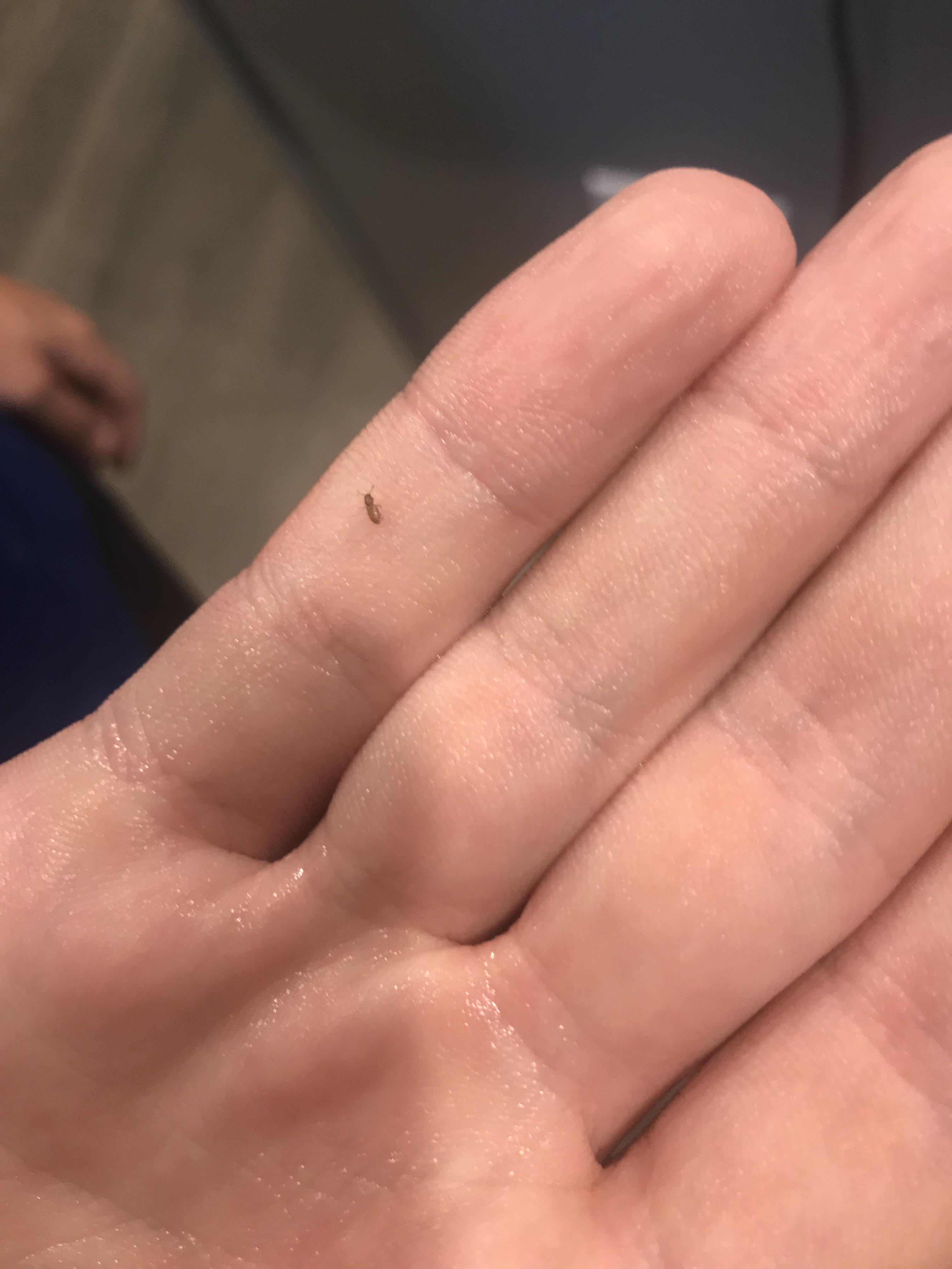 What is this tiny brown flying bug (23mm) I’ve seen all over my house