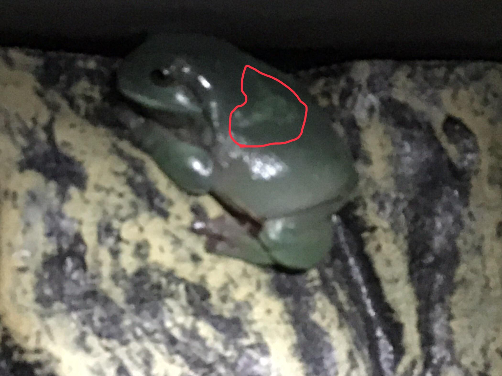 Is My Frog Sick? r/frogs