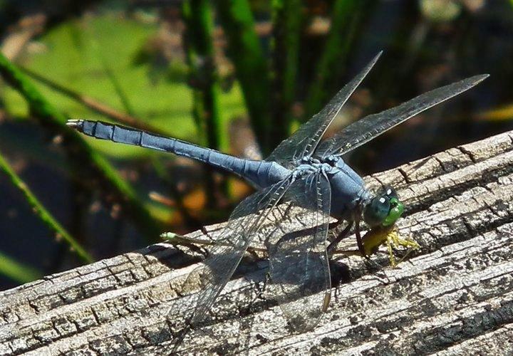 A dragonfly eating some other insect. Orlando, Florida r/insects