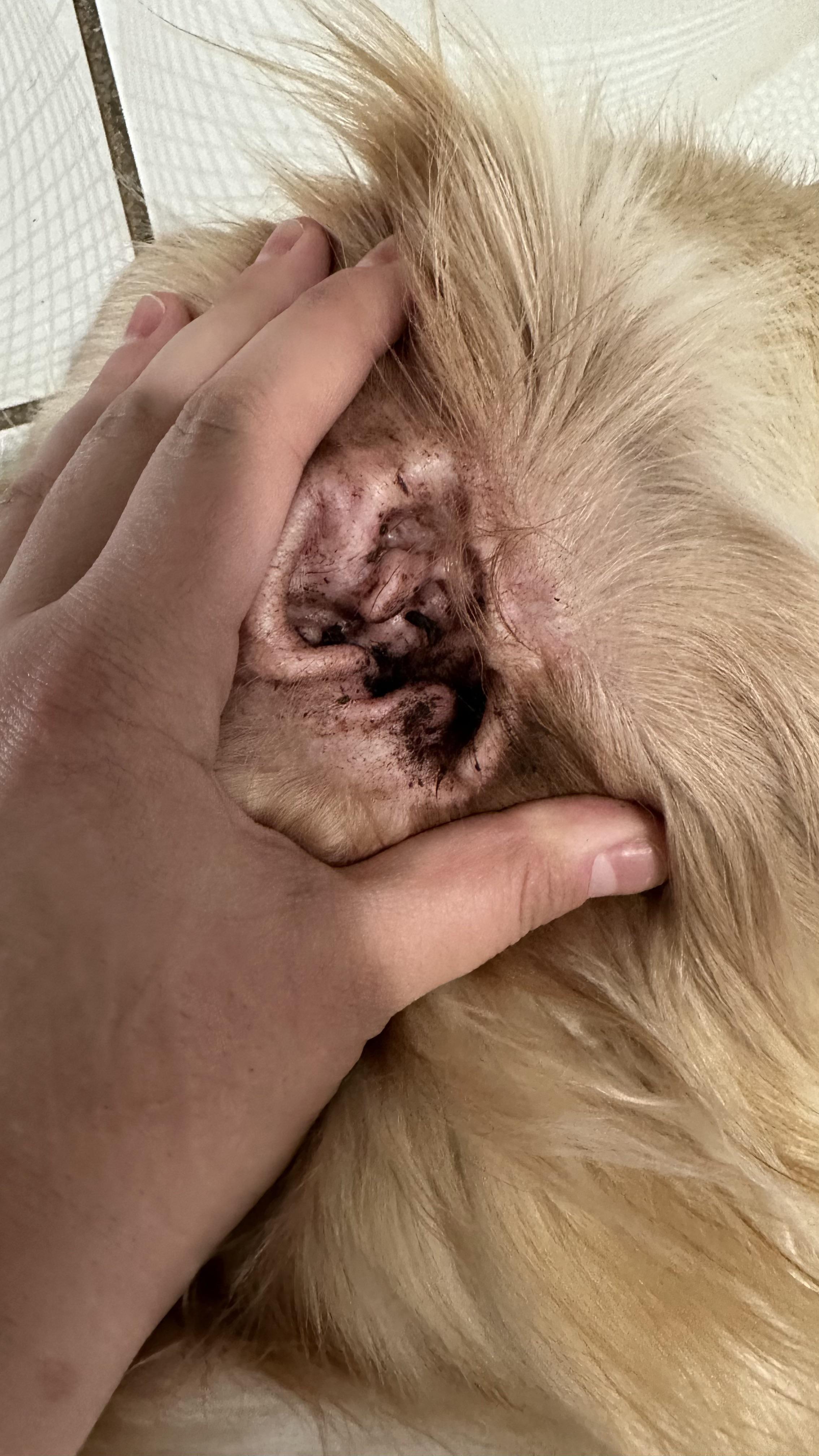 How To Keep Gnats Away From Dogs Ears