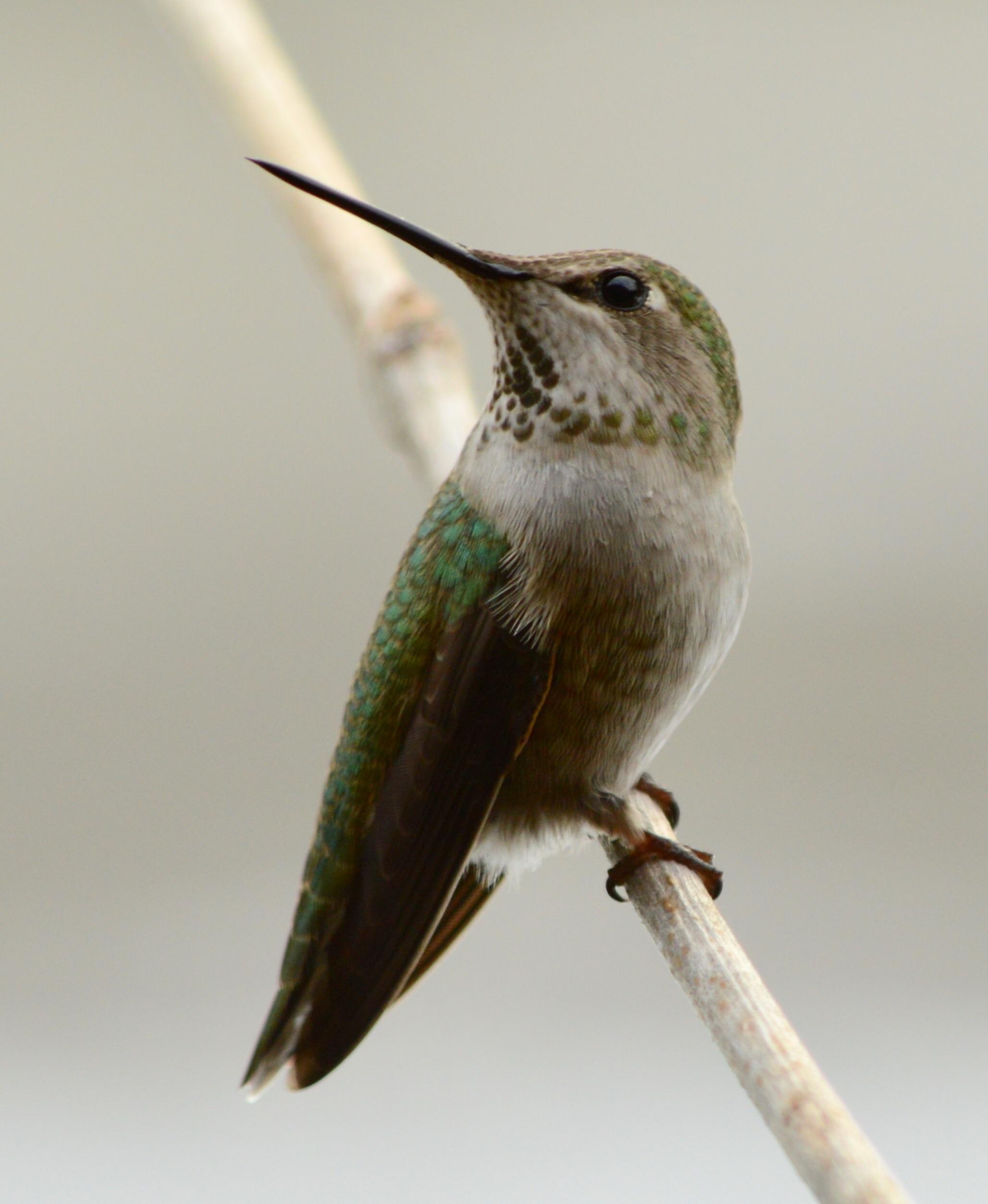 Female Anna’s Hummingbird r/hummingbirds