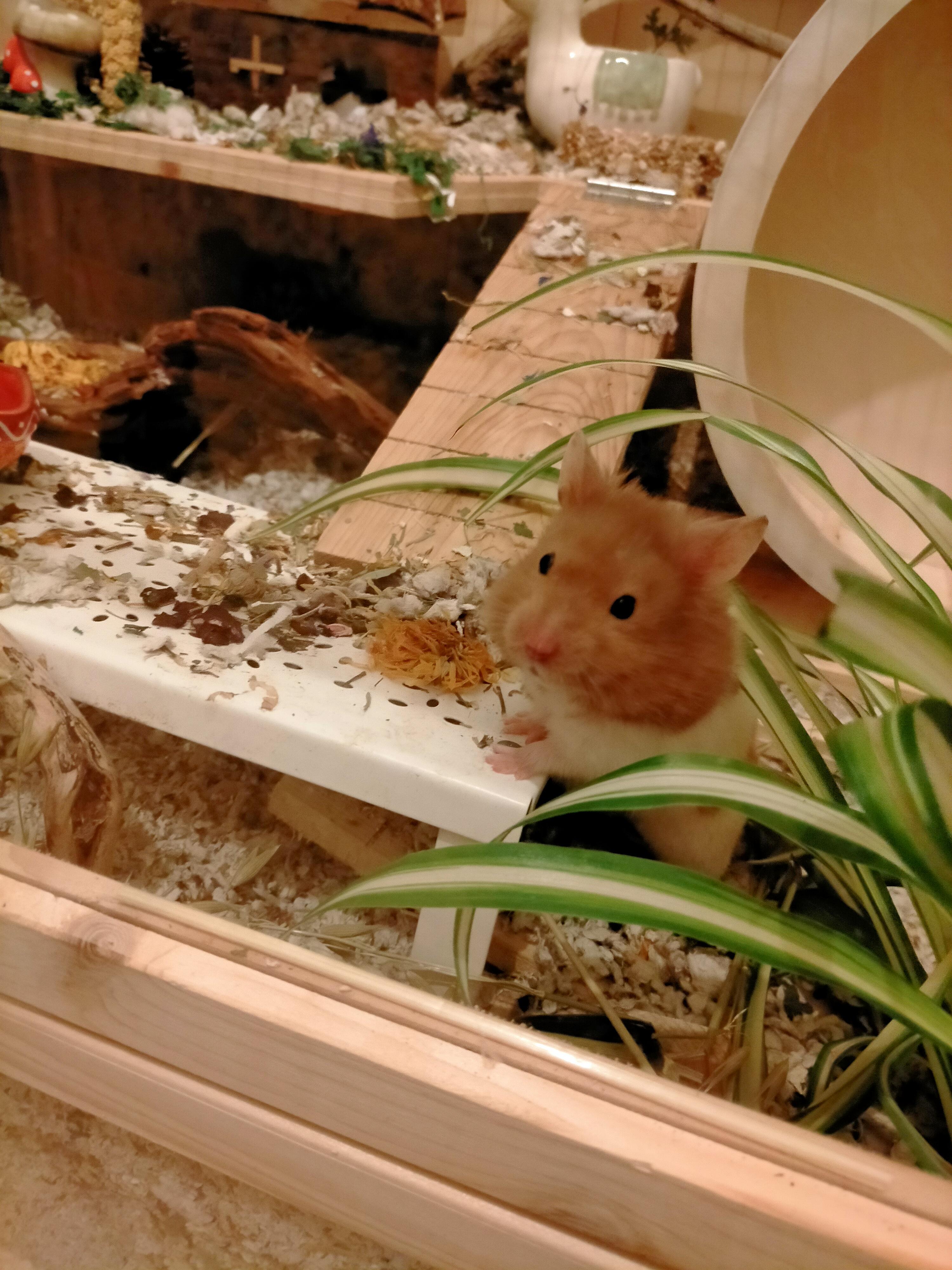Omlette with his little marigold flower. r/hamsters
