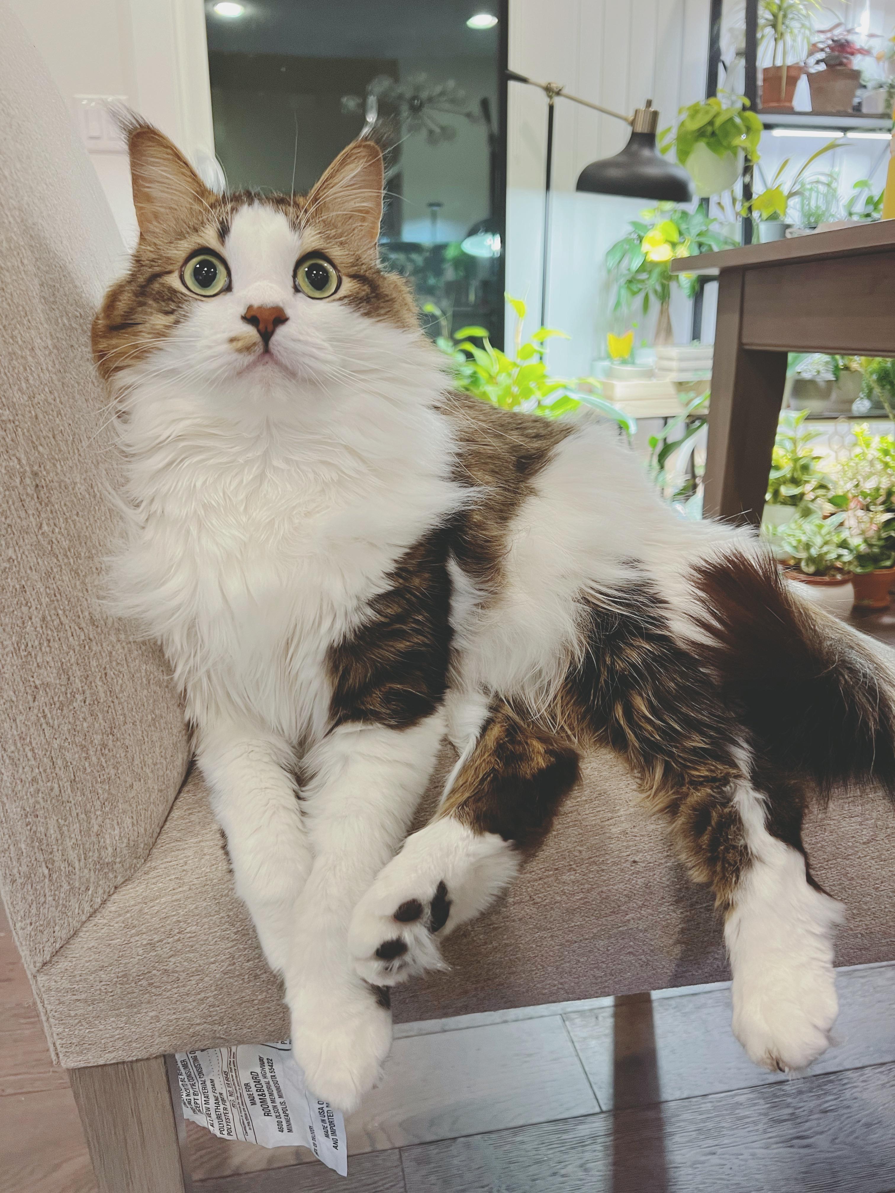 My cat won’t eat and drink after a major surgery, how can I help him