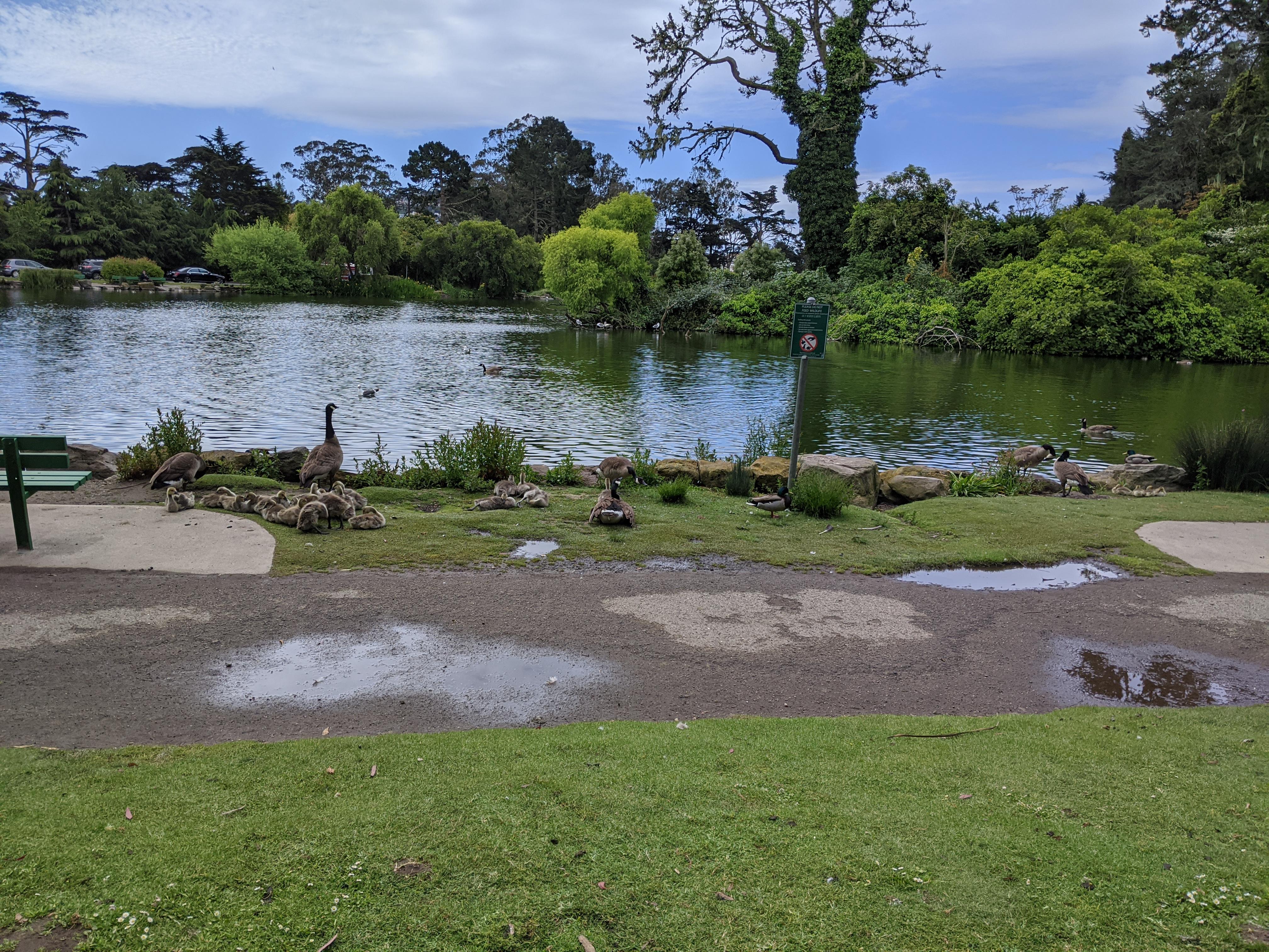 Stowe lake At least 27 babies, 4 little ones, and 4 bigger ones out of