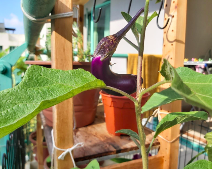 Growing an eggplant on my balcony! r/gardening