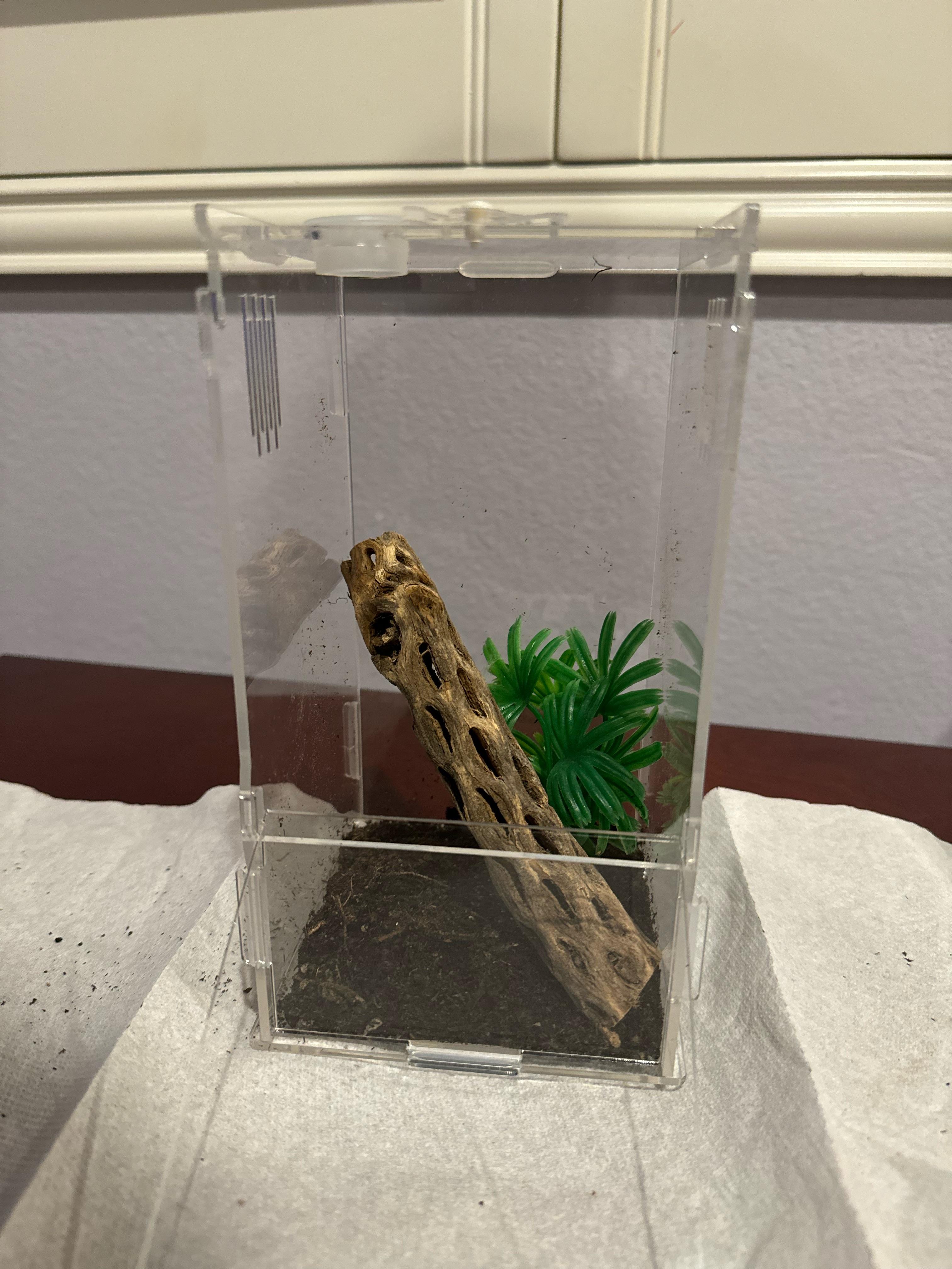 Is Cholla wood safe for enclosure? r/jumpingspiders