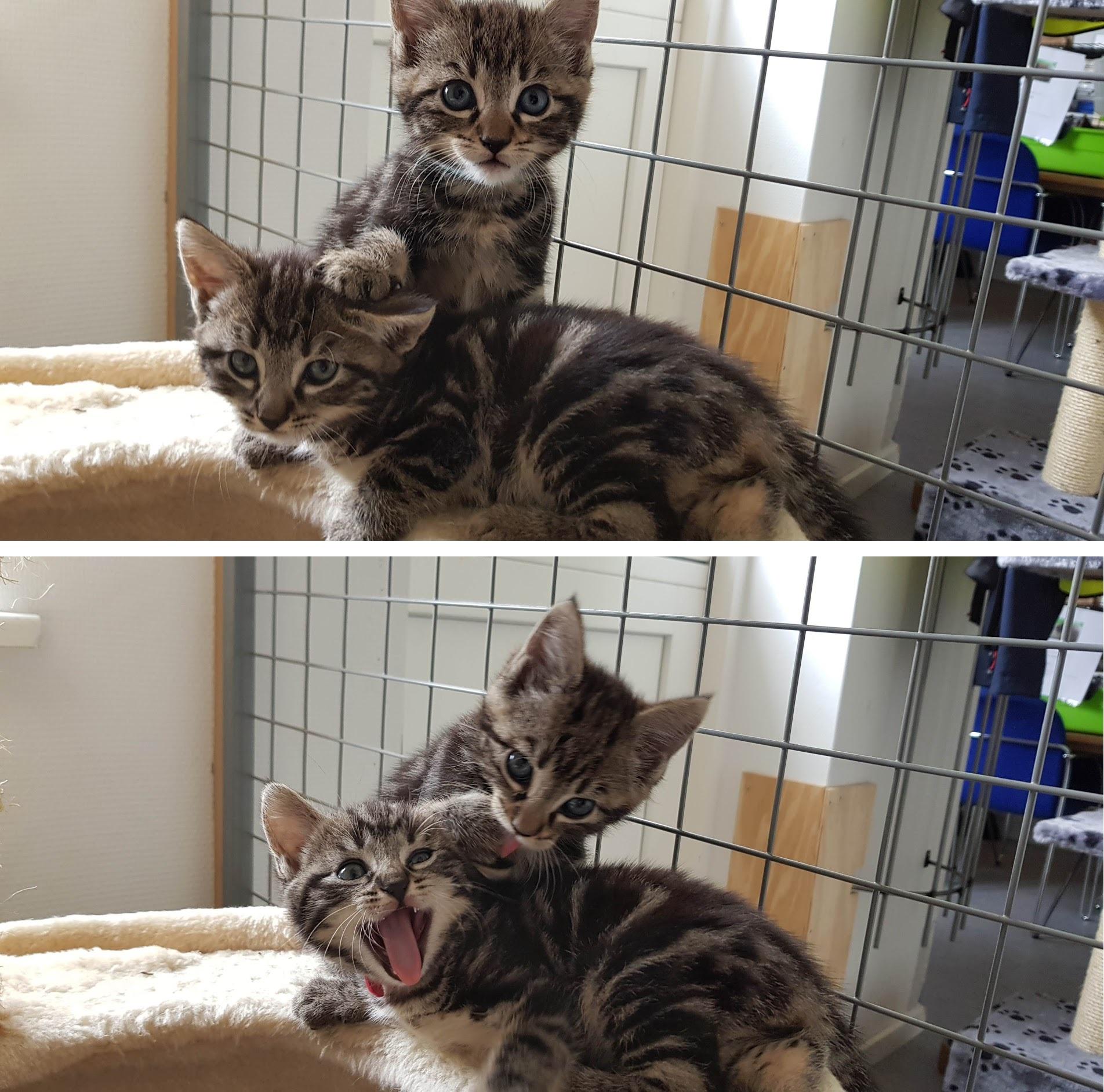 When you have siblings r/cats