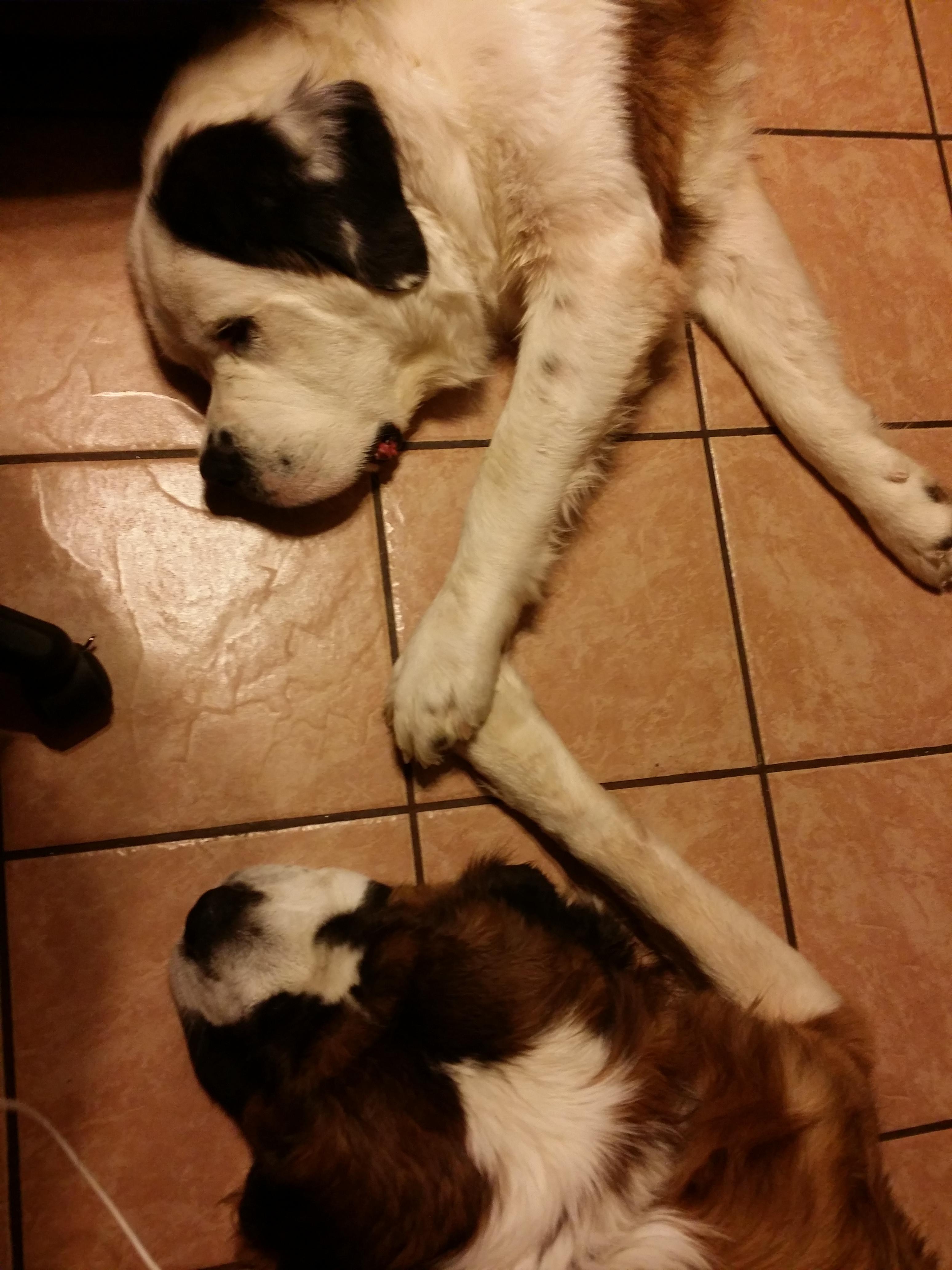 My dogs holding paws. 🐶 r/dogpictures