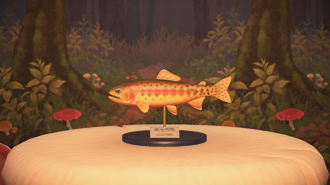 With the C.J. in town yesterday and golden trout leaving the northern hemisphere in a few days I