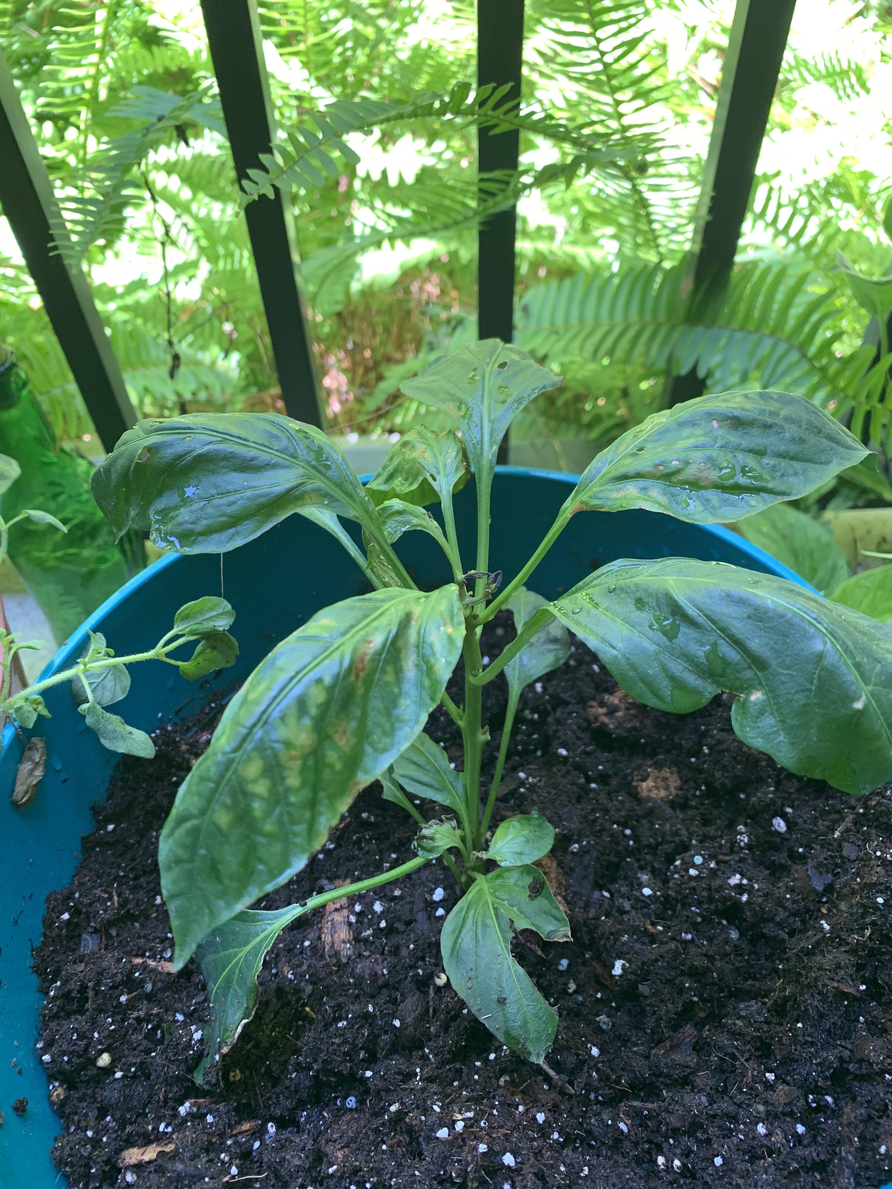 Can you guys help me diagnose my banana pepper plant? Just got him last week and his leaves