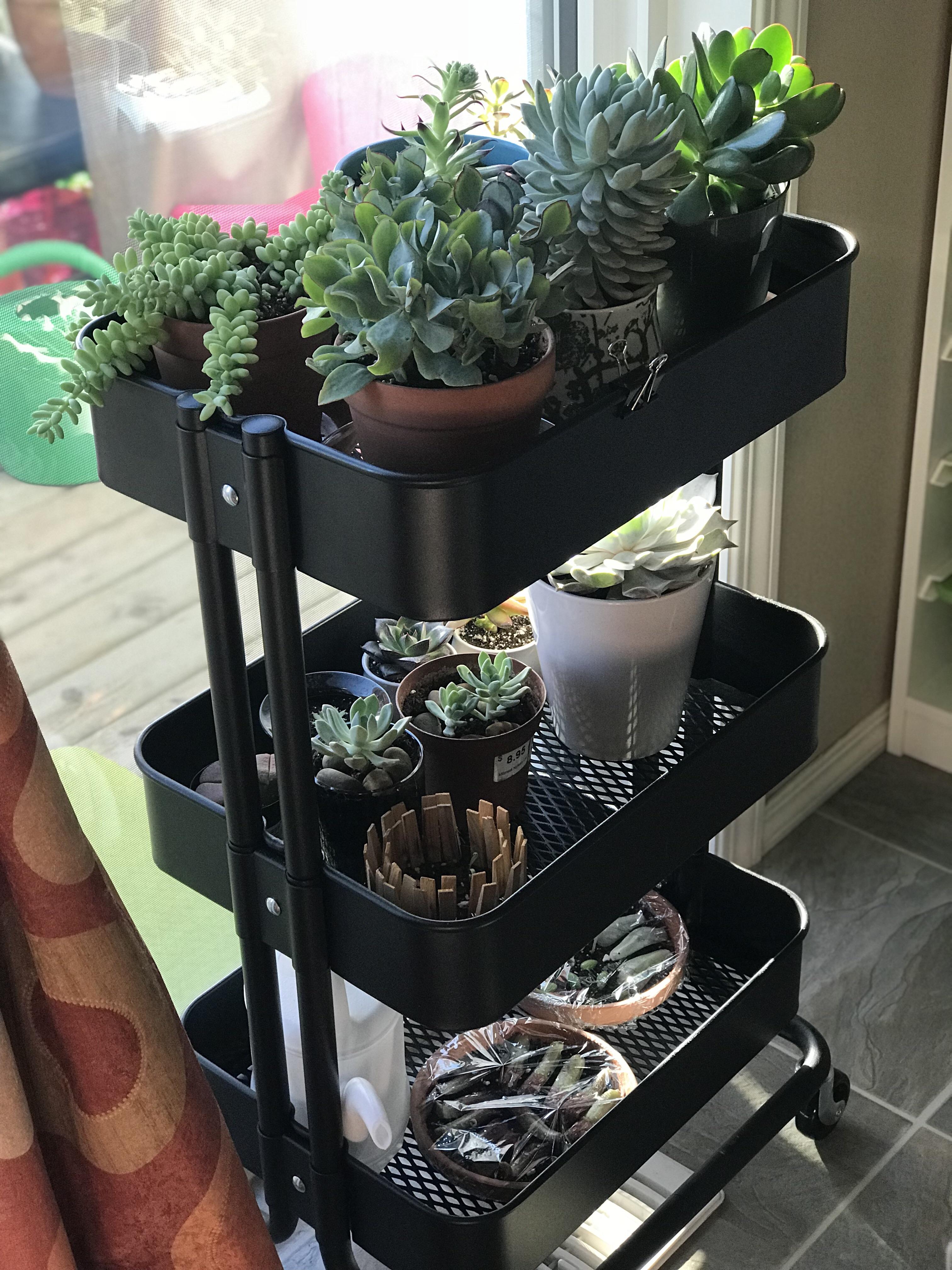 I got tired of moving my plants to the sun every day.... now it’s easy