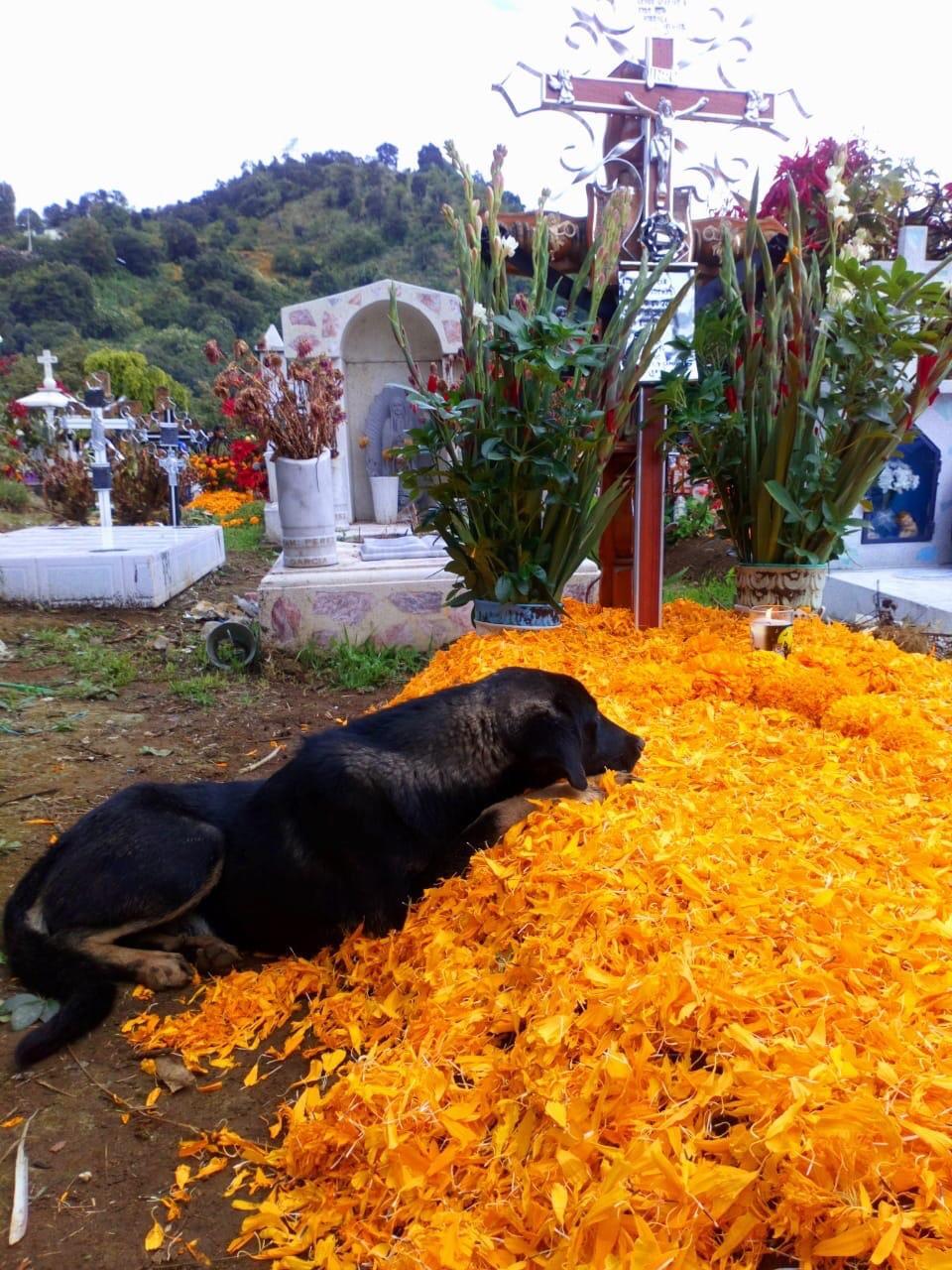 This dog resting at his recently deceased owner’s grave r/pics