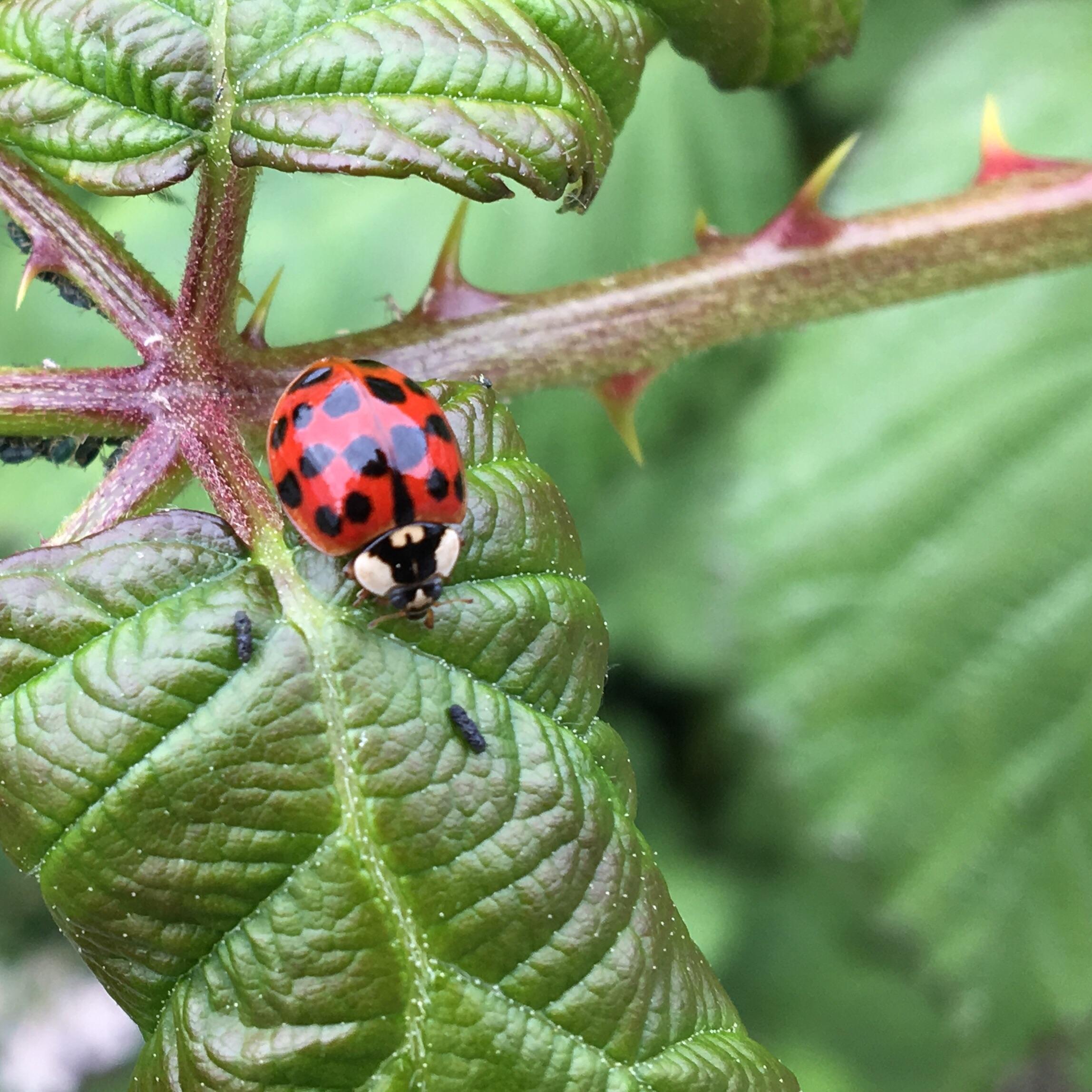 Found a male ladybug mildlyinteresting