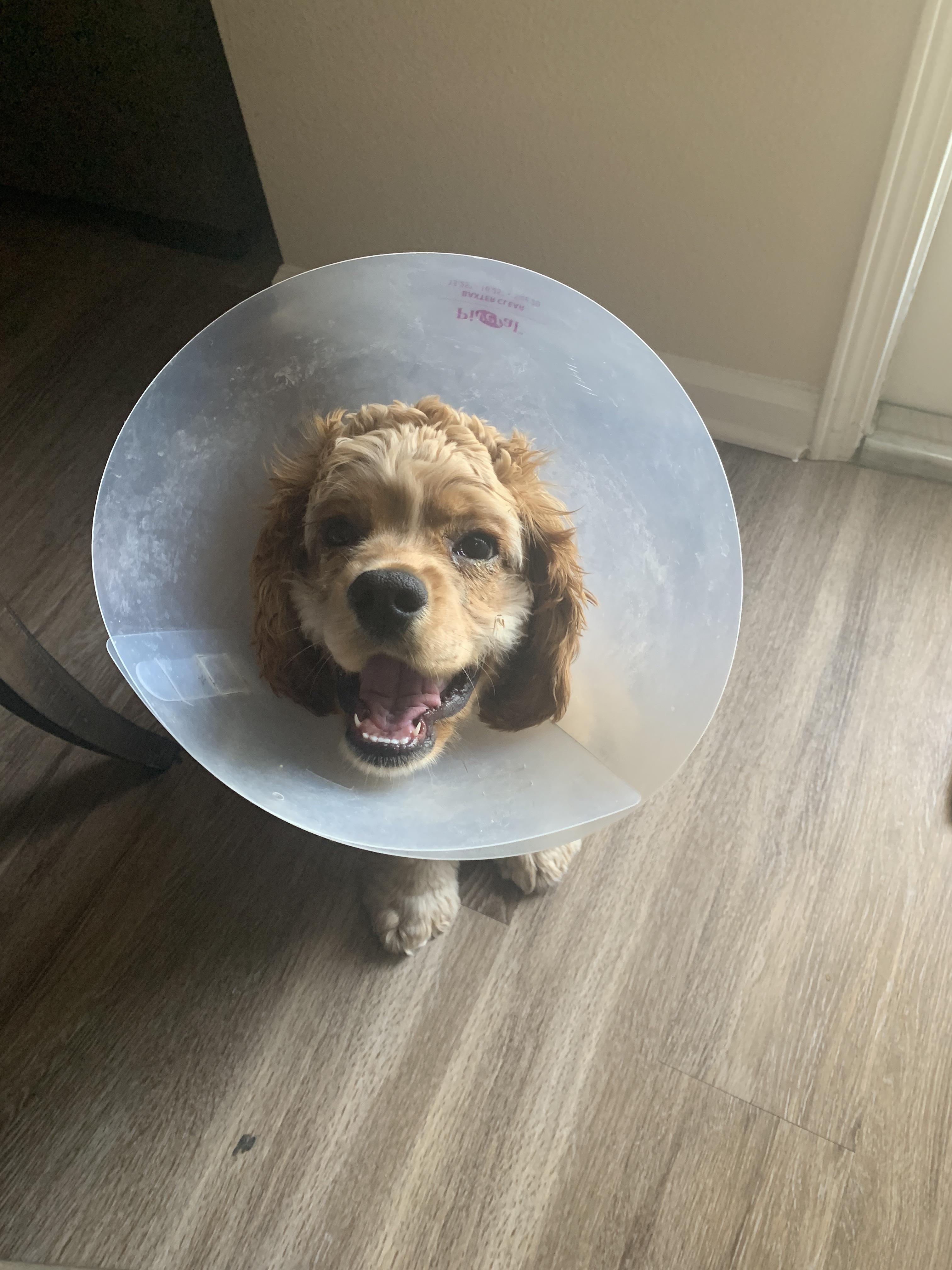 He’s feeling so much better after cherry eye surgery! Hopefully his