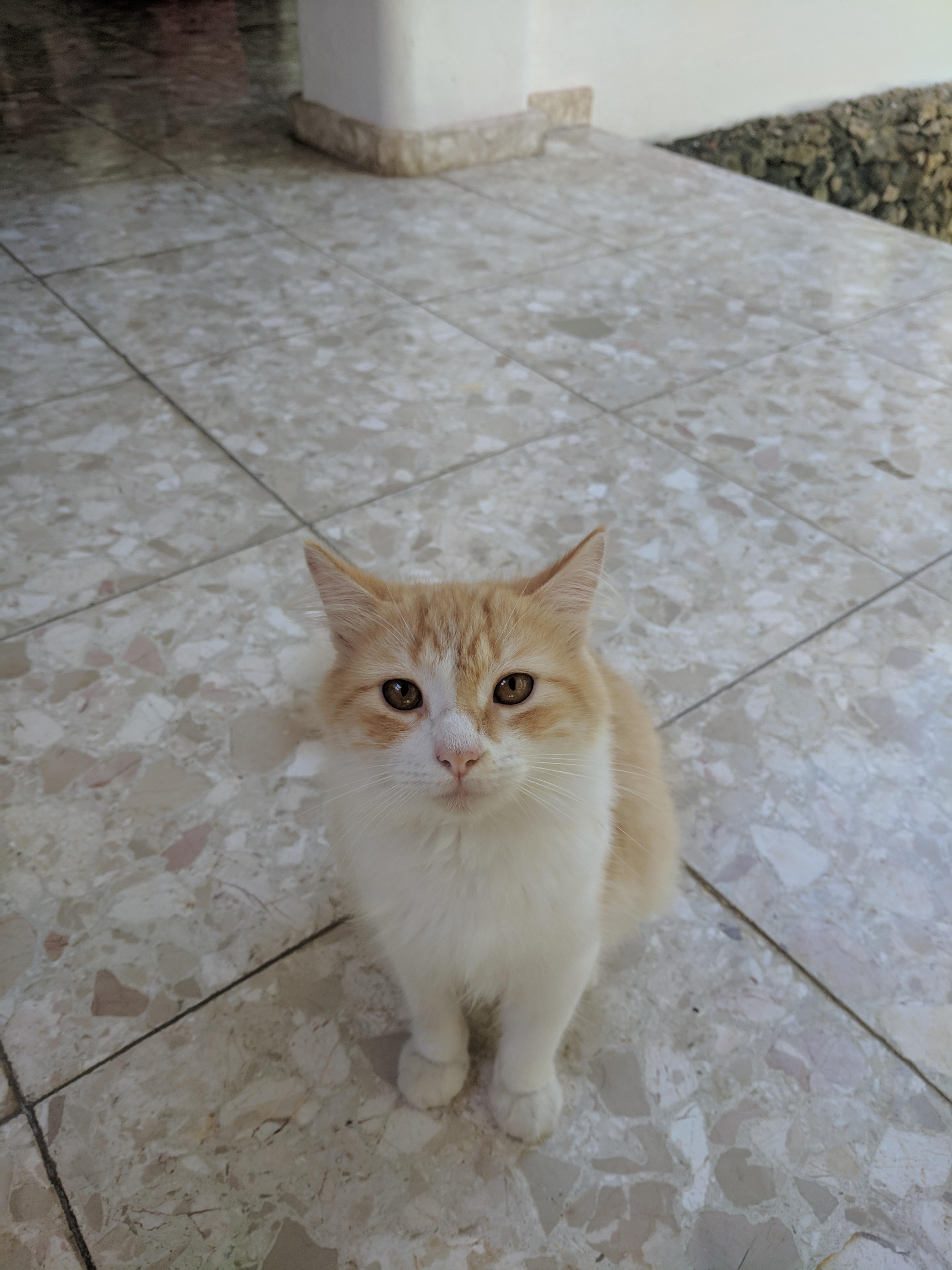 Met this sweet cat at our vacation rental in the Dominican r/aww