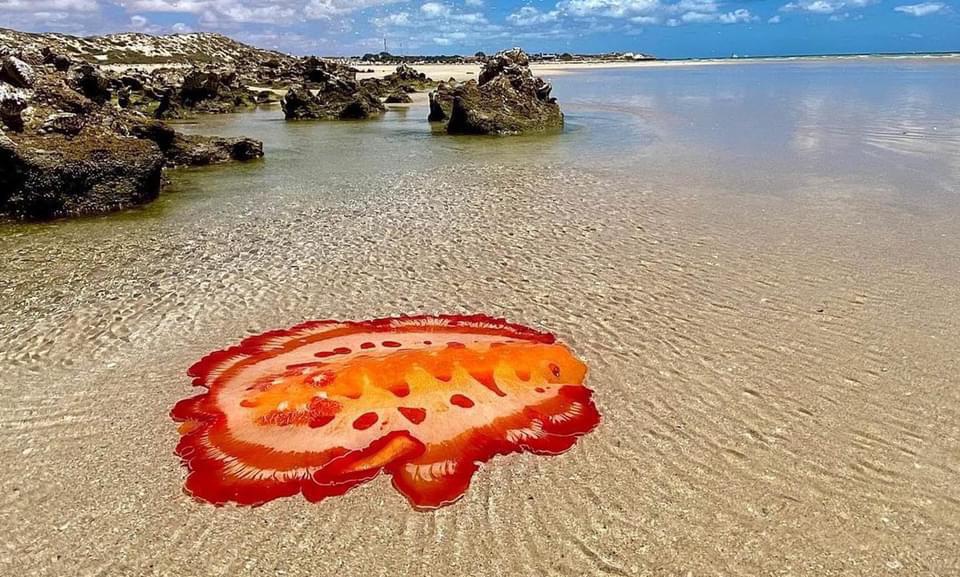 🔥 Spanish Dancer sea slug spotted off the coast of Australia r