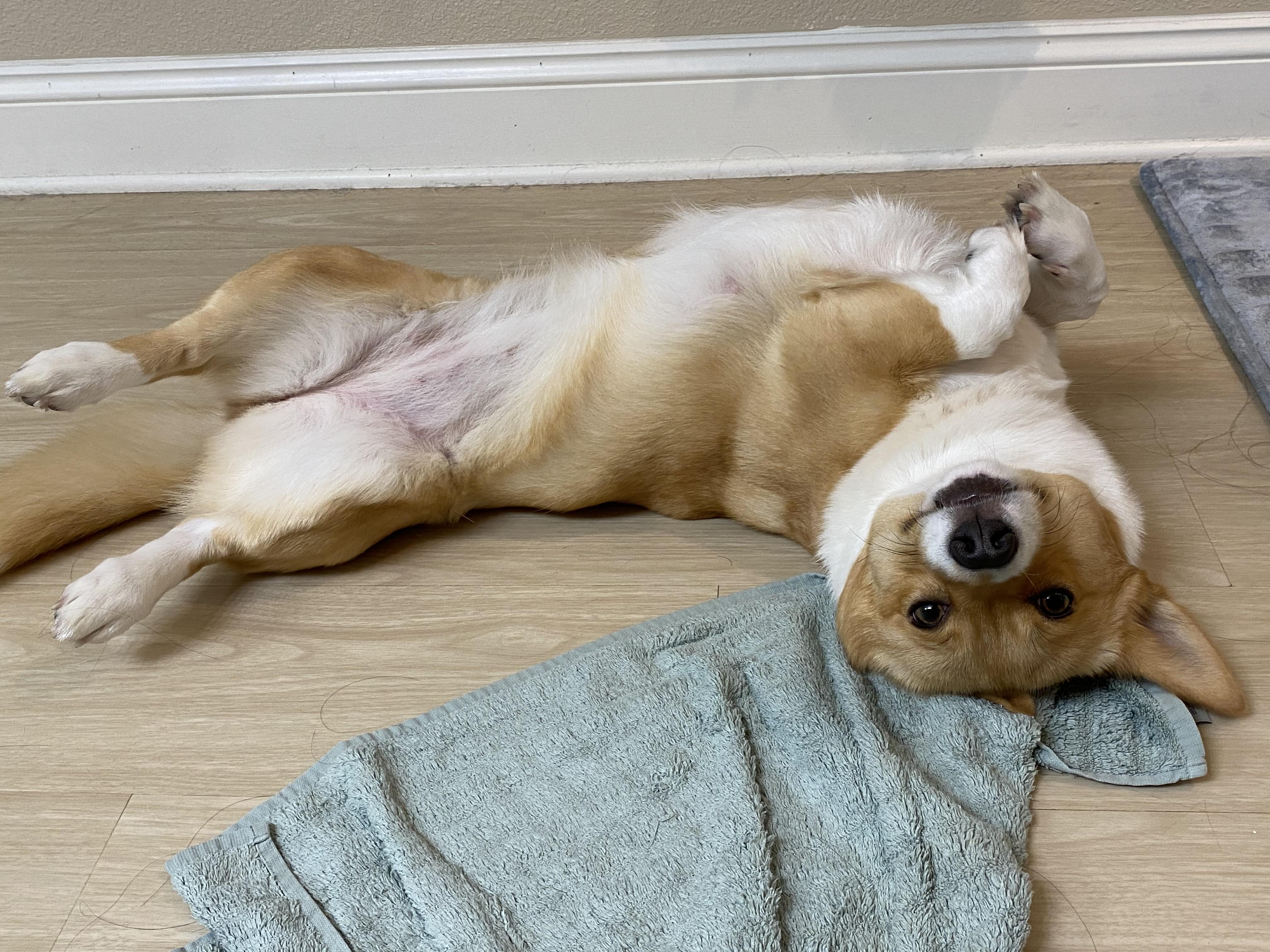 Friendly wants a belly rub!