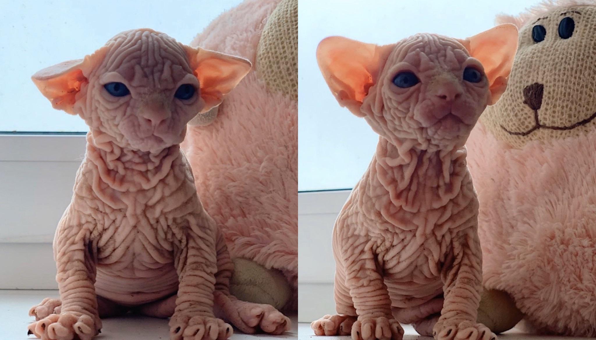 Rachel left her cat in the bath tub for too long. r/howyoudoin