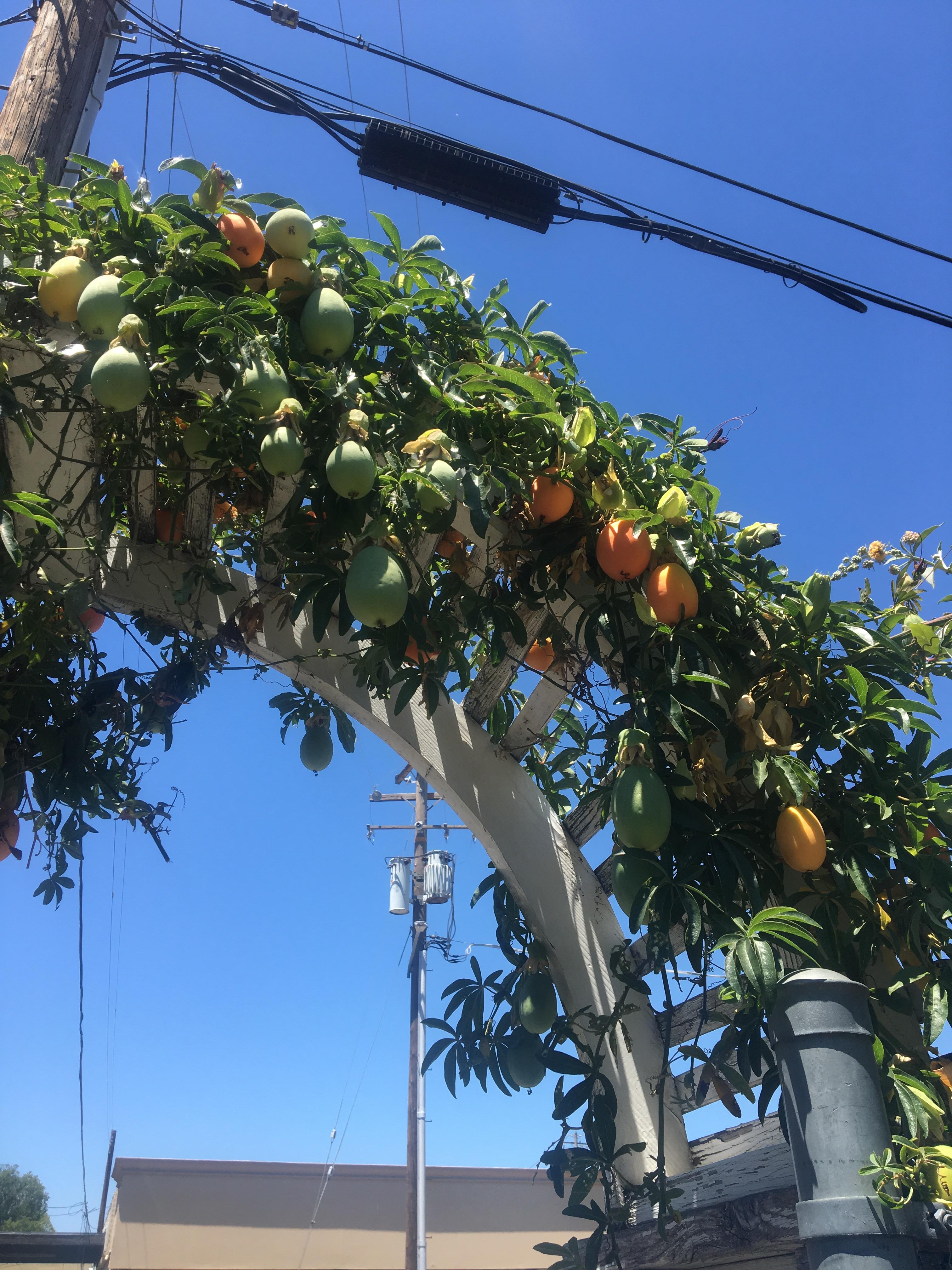 Strange hollowfeeling fruits on a vine in zone 9.. r/whatsthisplant