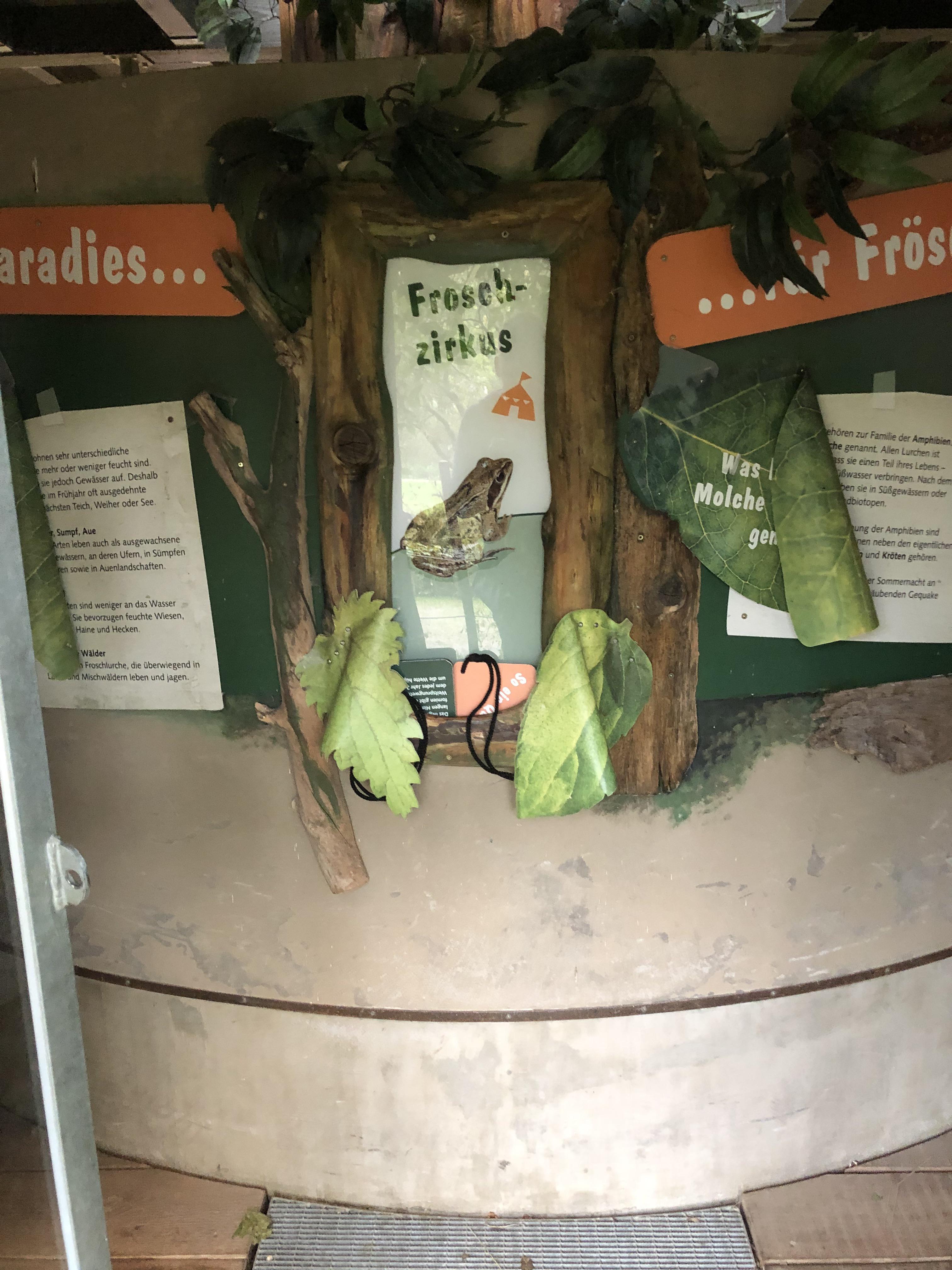 Real life Frog house r/Smii7y