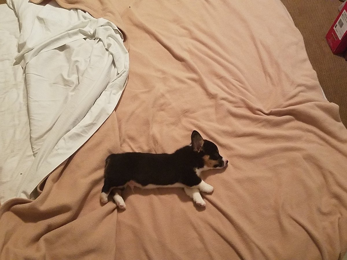 How can such a small dog take up so much space on such a big bed