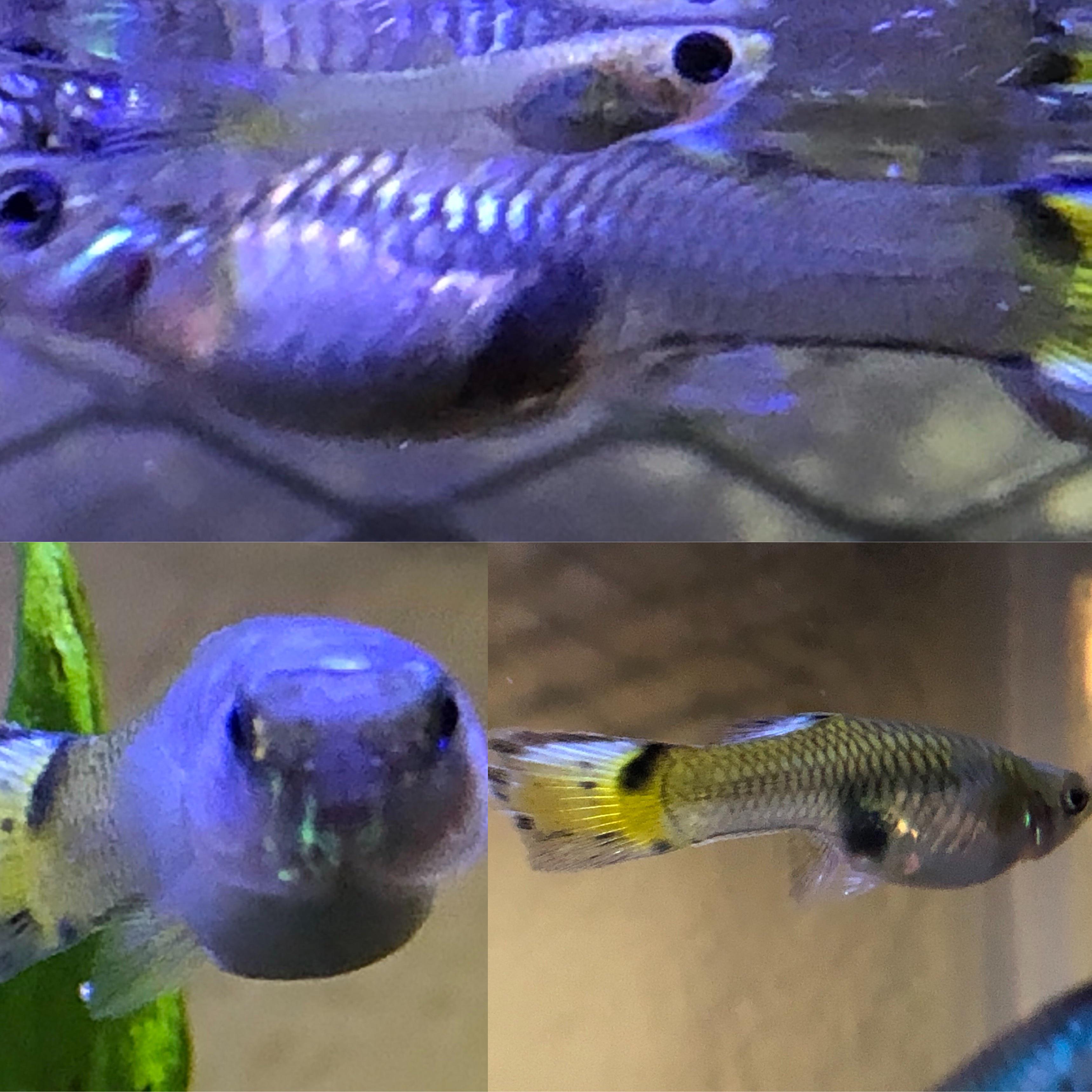 This is my first time breeding guppies. This momma is waddling as she