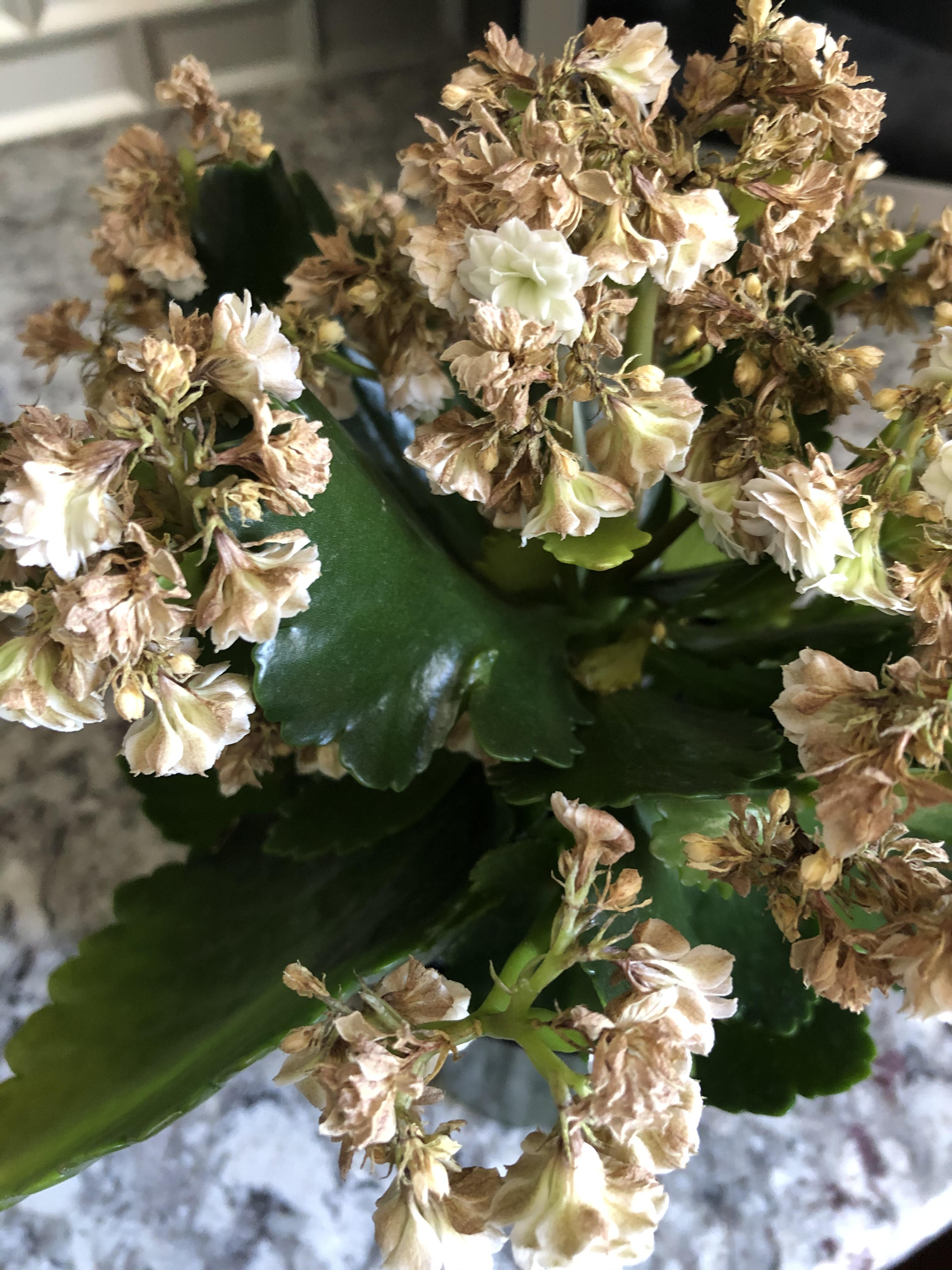 Rehabbing what I believe to be a Kalanchoe (unsure what kind though