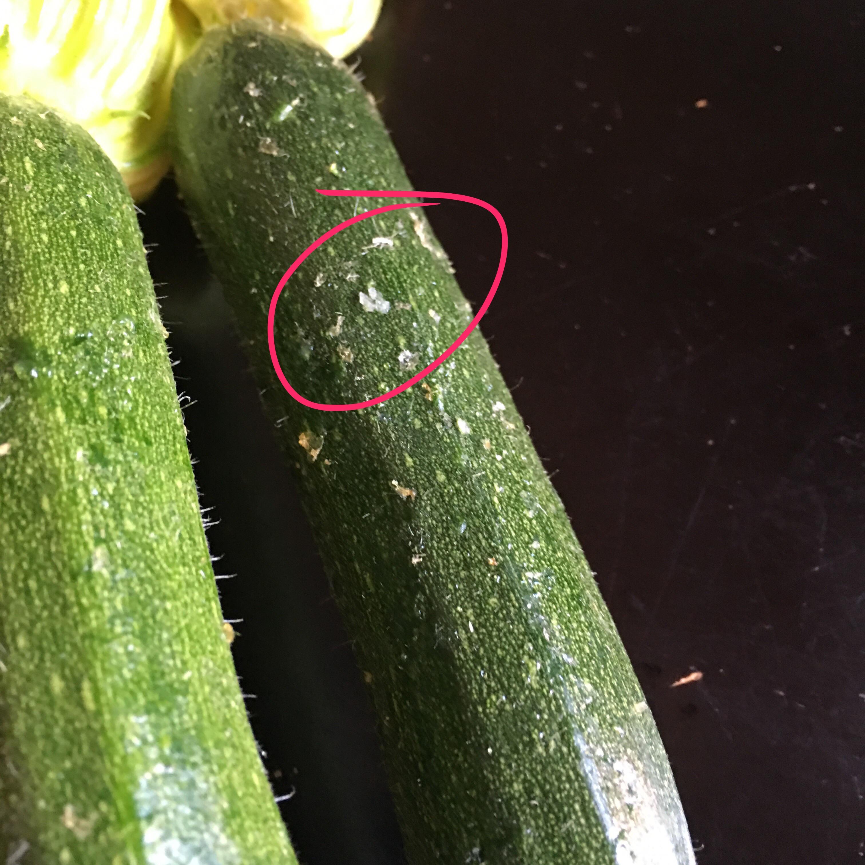 Little white/clear spots on our zucchinis. They Just started recently