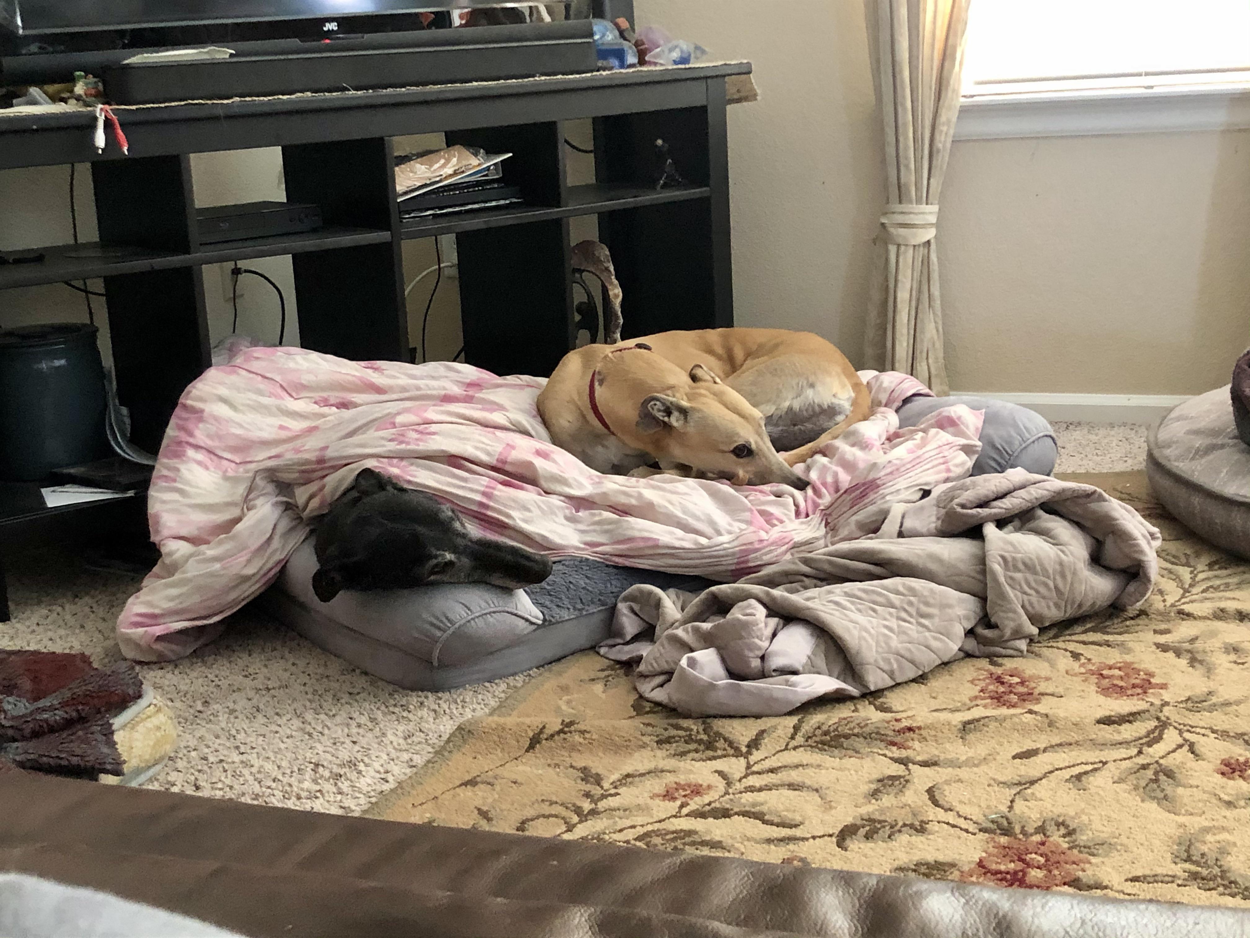 Our old greyhound was chilly, so I covered him with a blanket like he