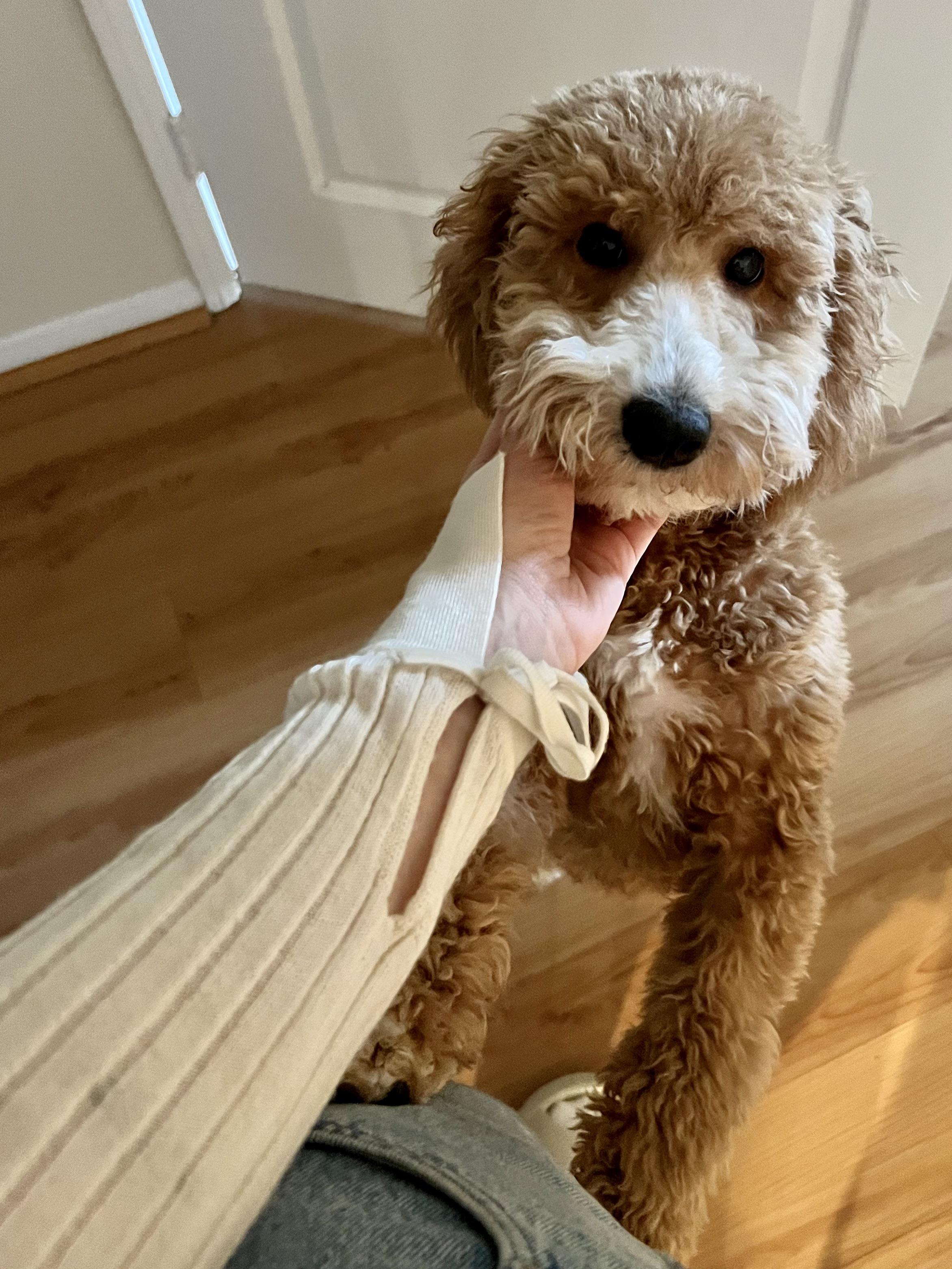 Turns out he’s a mini! We bought a standard goldendoodle. Six months in