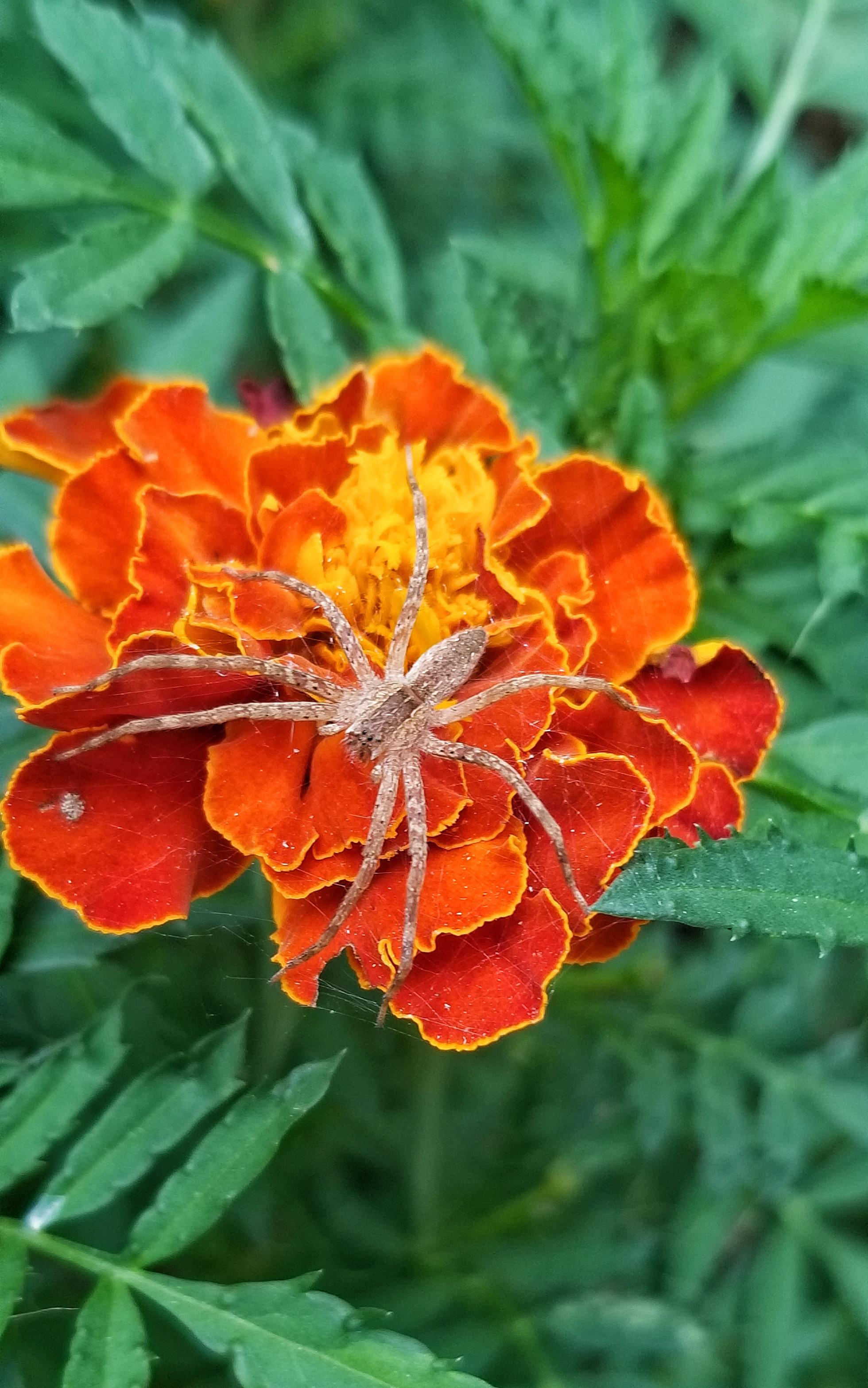 Marigold with a garden spider r/BotanicalPorn