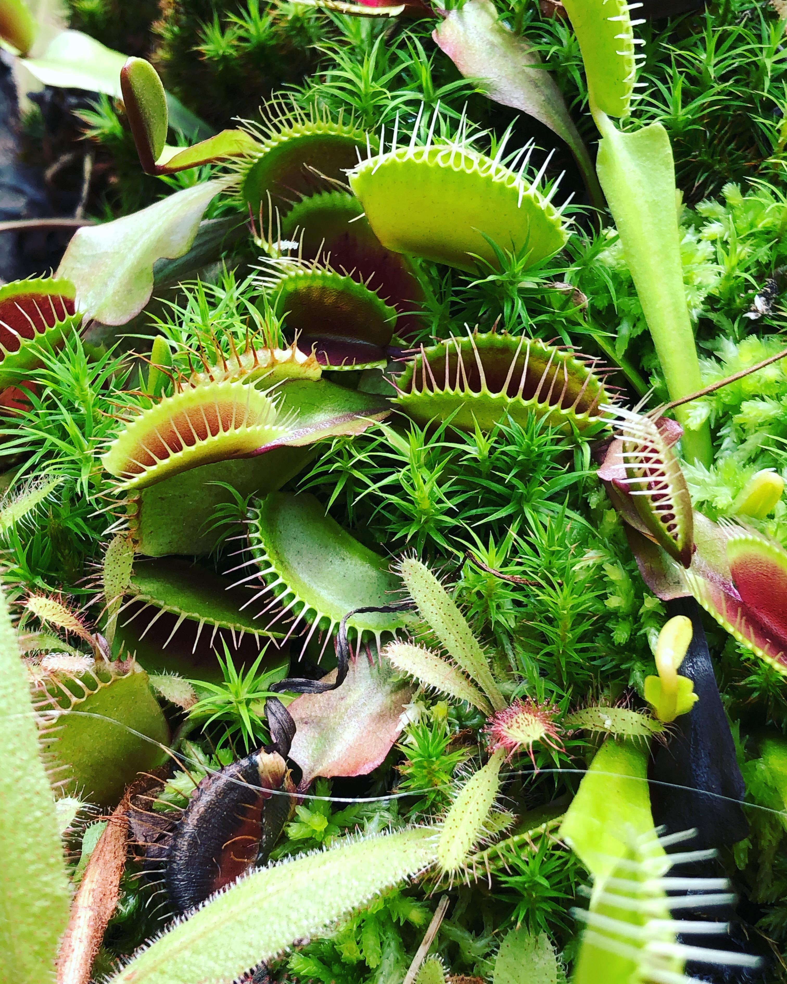 Photo taken at the Meijer botanical Gardens in Grand Rapids Michigan