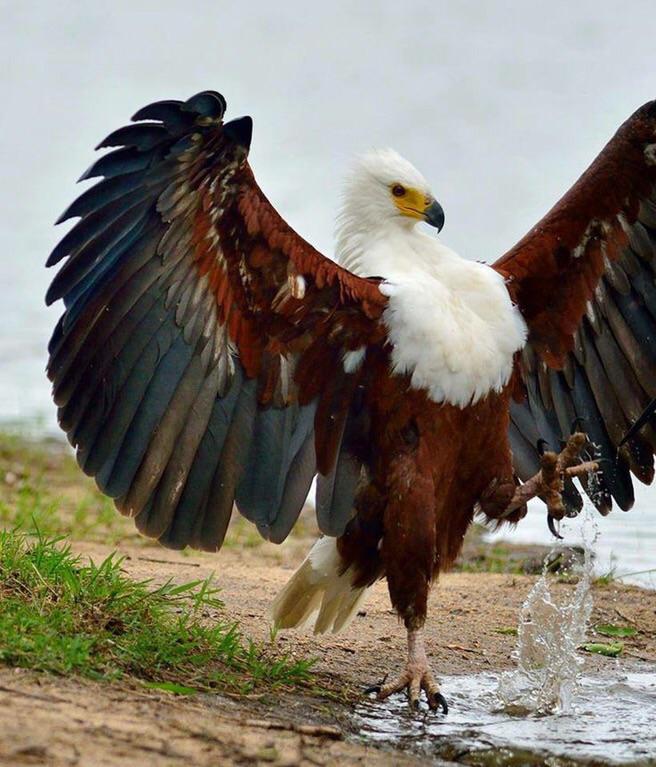 African Eagle r/AbsoluteUnits