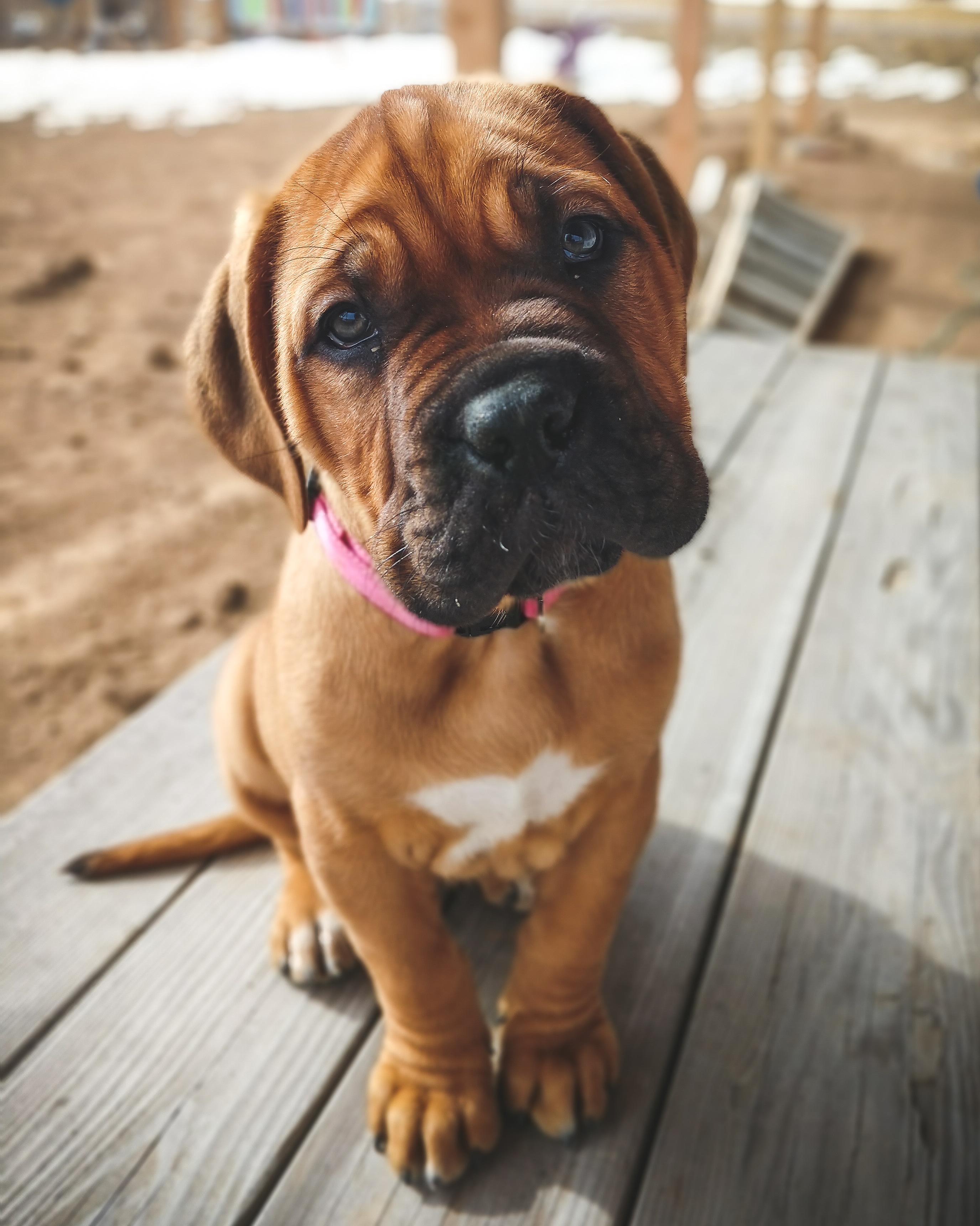 Our new half french half english mastiff, Lola r/rarepuppers