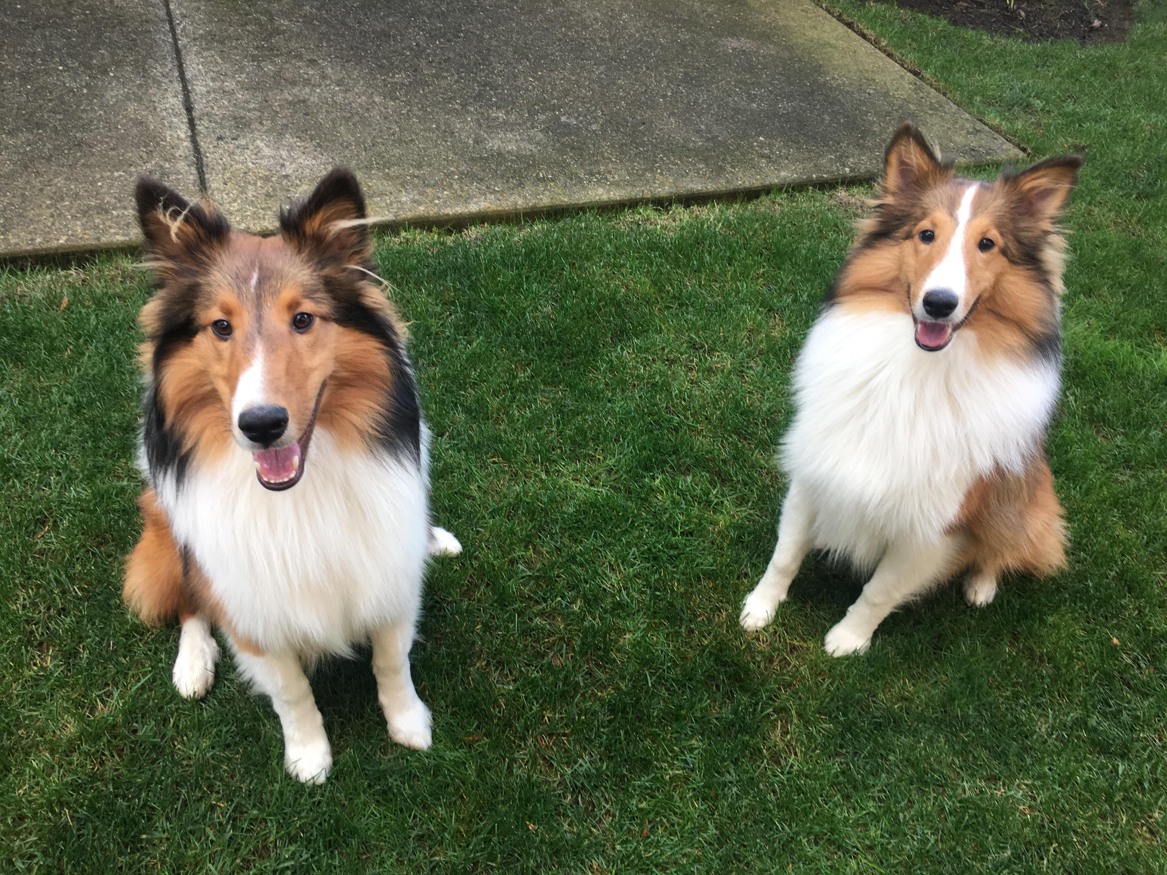 Ready to run? r/sheltie