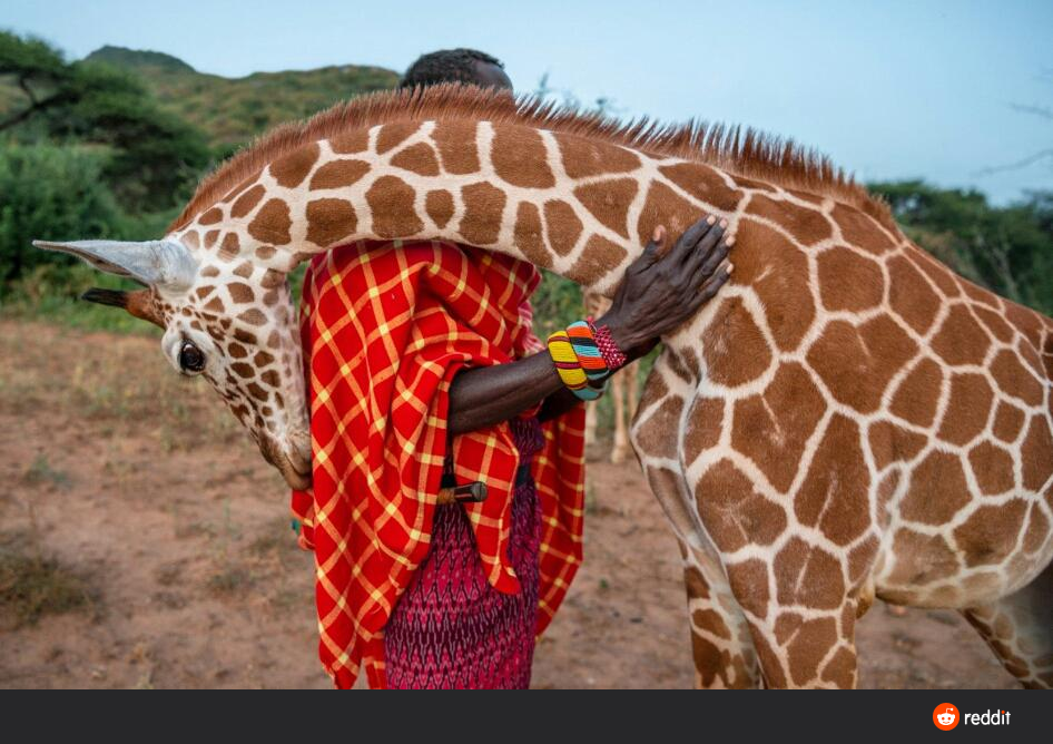 1 best u/leapingpigeon images on Pholder Baby giraffe hugging it out