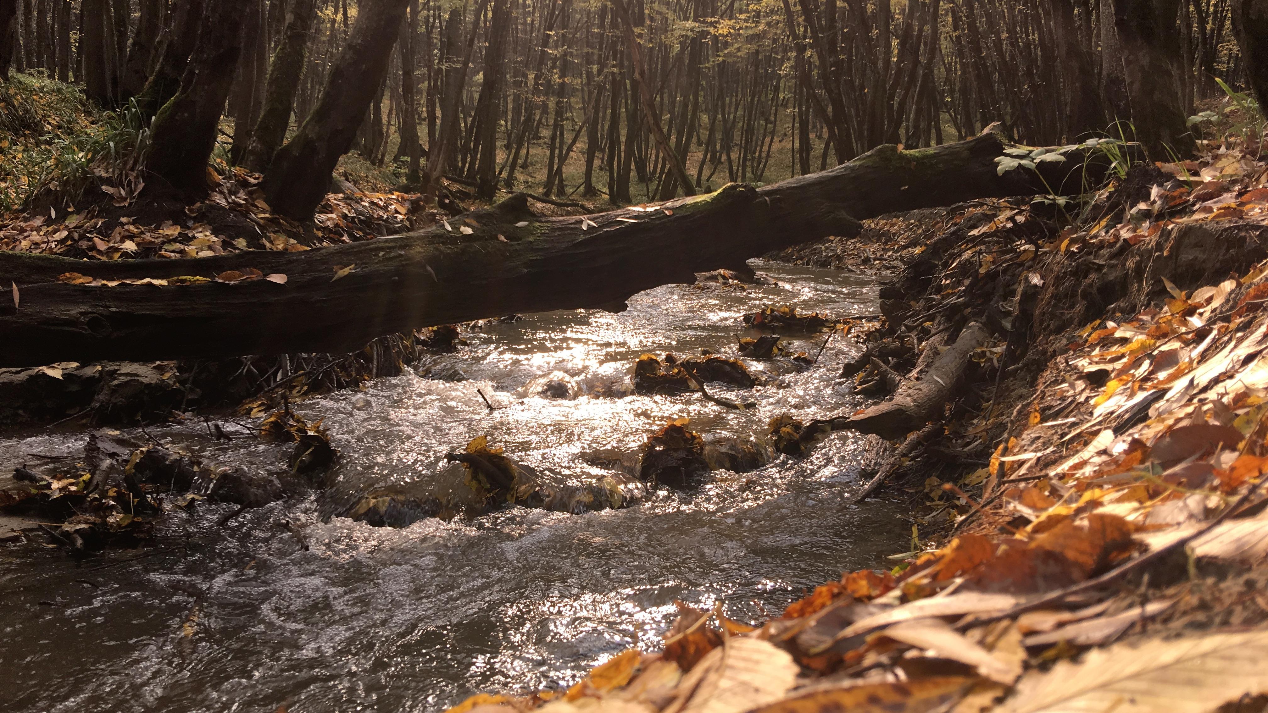 Humble autumn forest near my hometown, Stavropol, Russia (4032x2268, OC