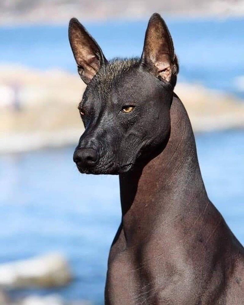 🔥 Xolo, an Aztec dog considered to guide men in Afterlife r/NatureIsFuckingLit