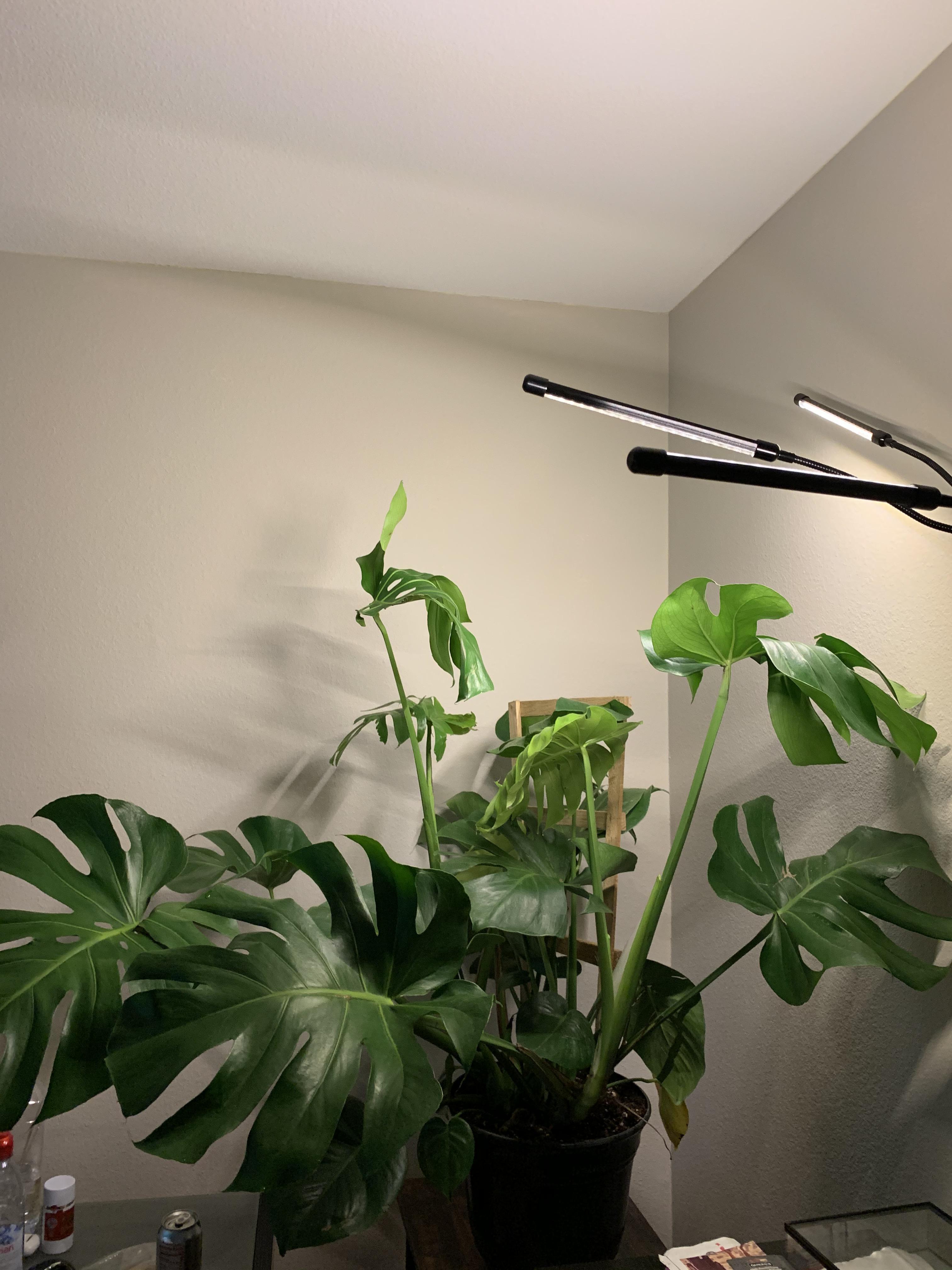 Any on grow lights? I got these 30W off amazon r/Monstera