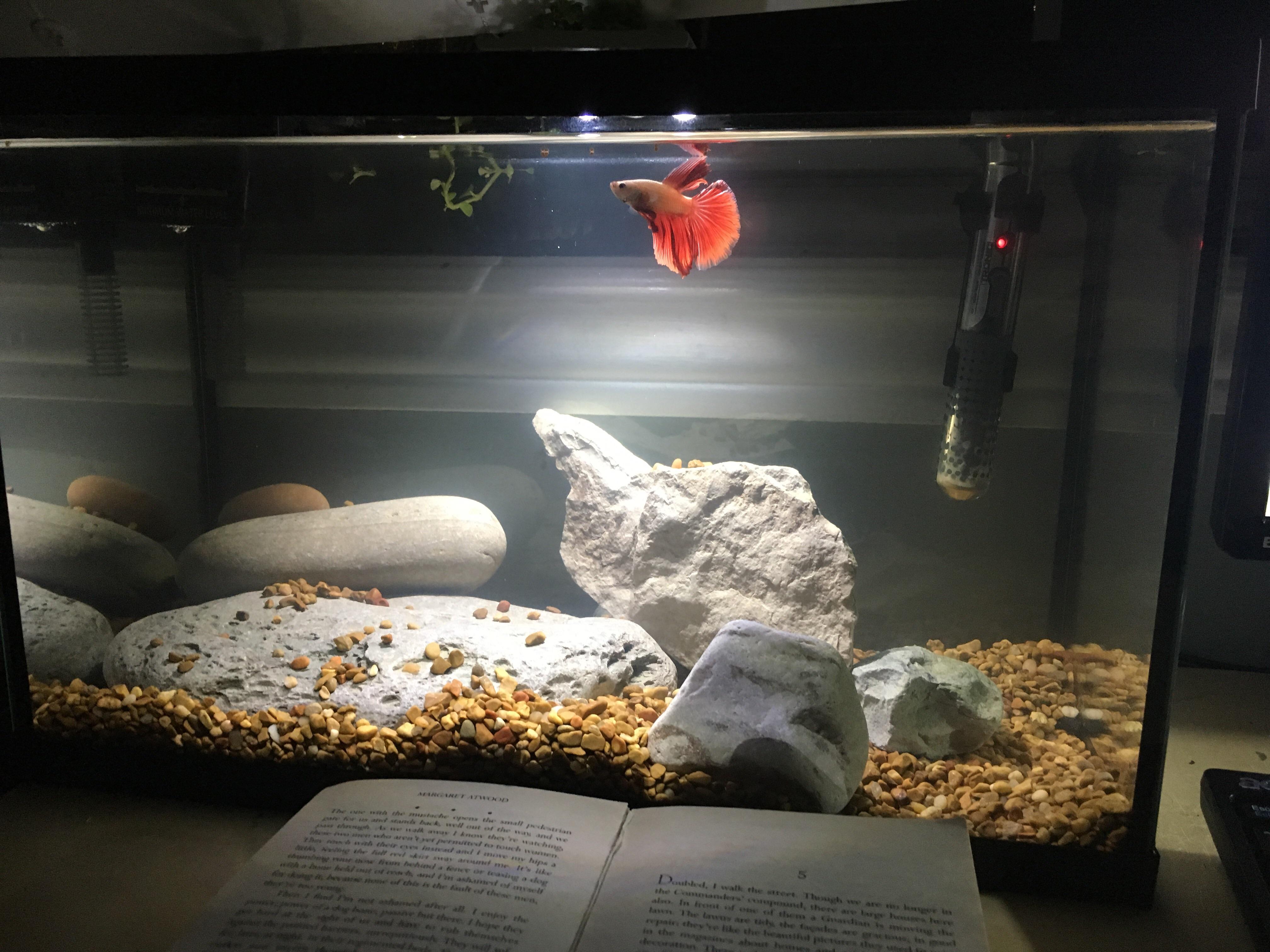 New 5.5 Gallon betta tank!! all it needs is some plants. r/bettafish