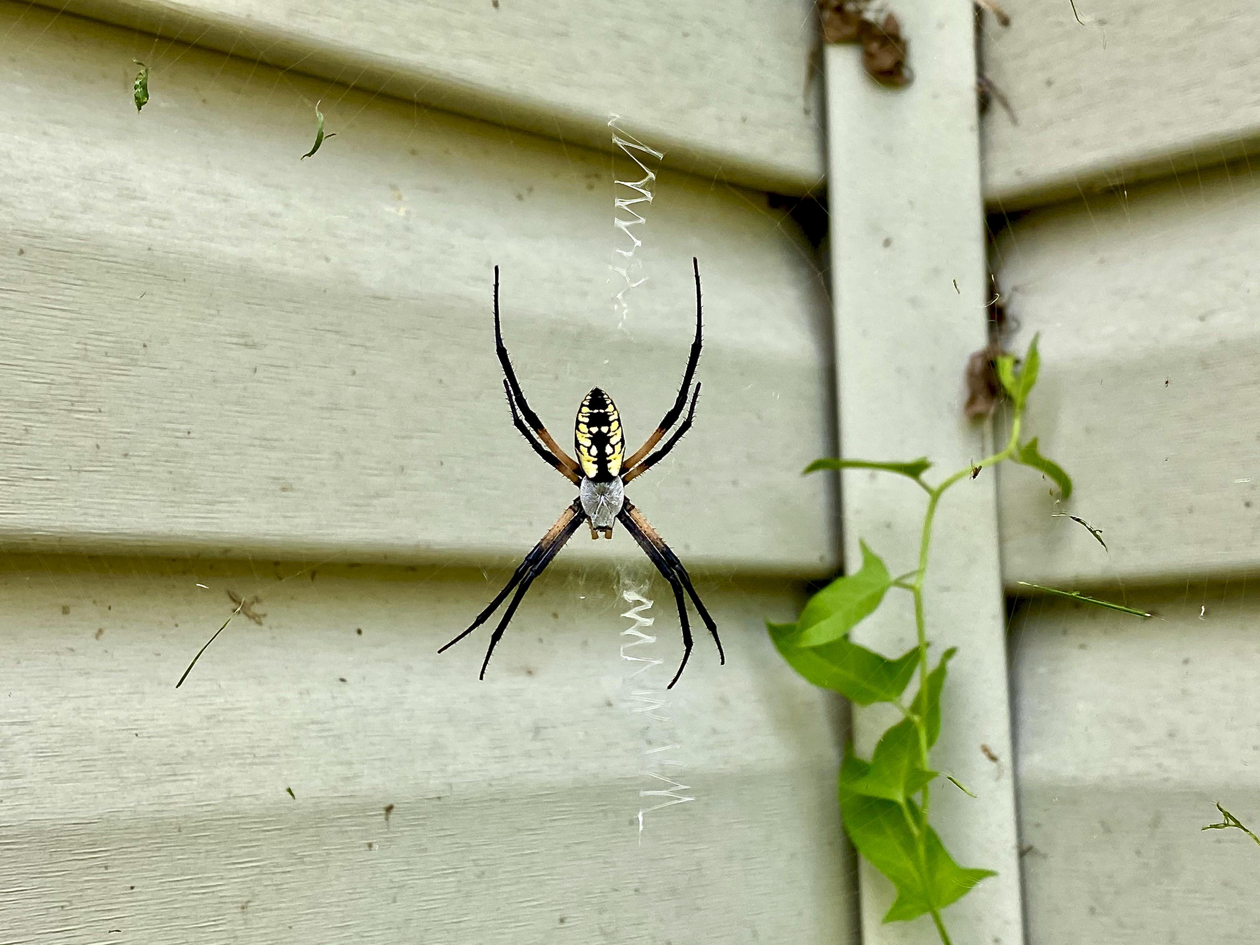 Zig Zag Spider 