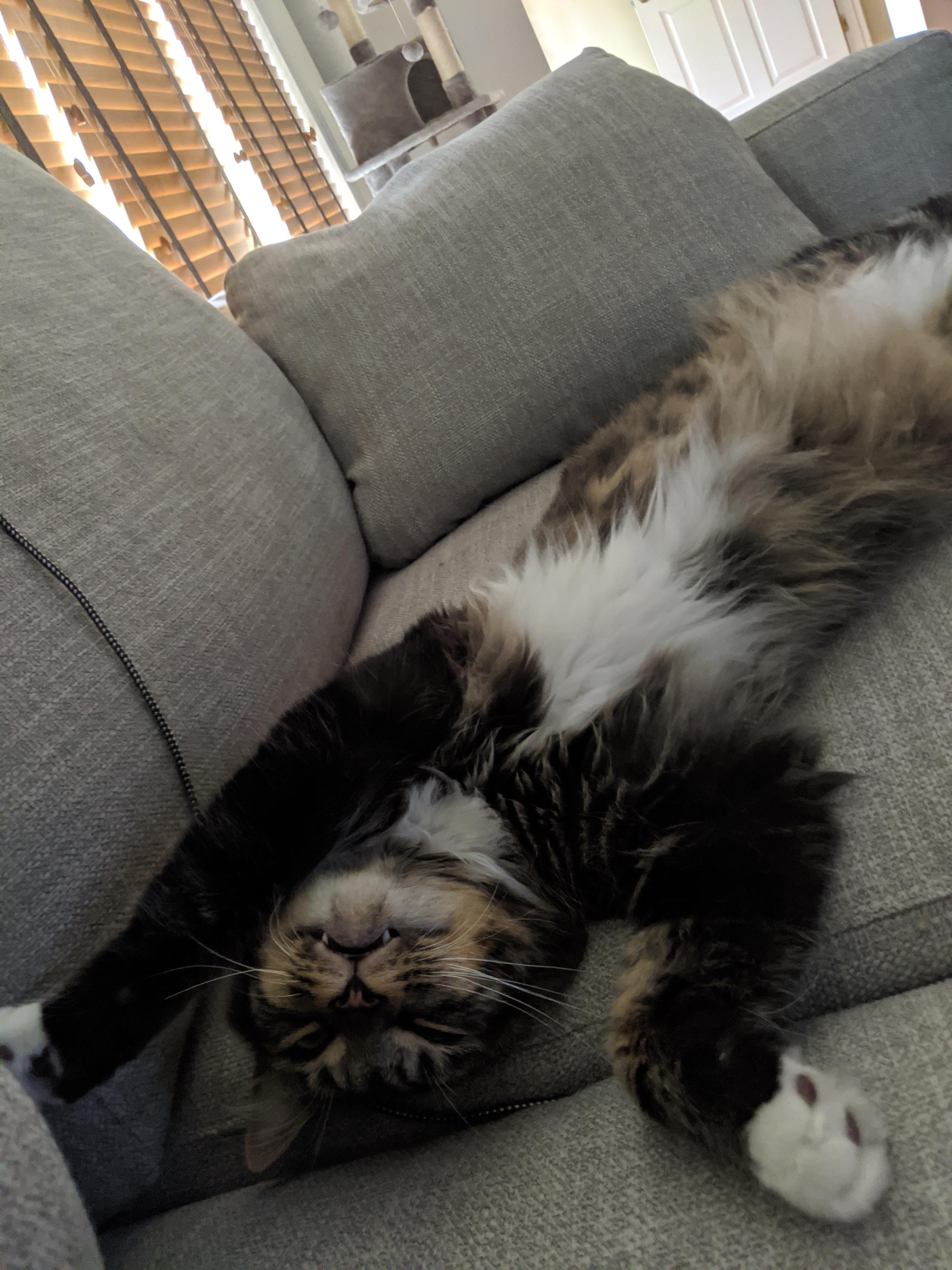 What, doesn't everybody sleep like this? r/AnimalsBeingDerps