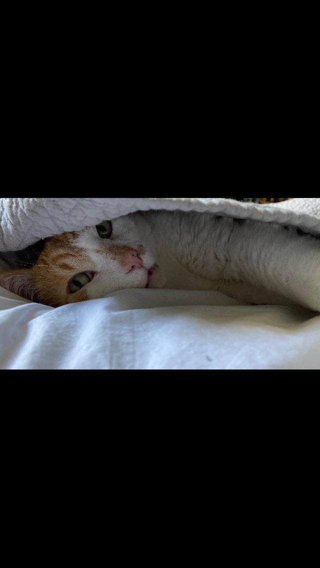 My cat under a blanket! r/aww