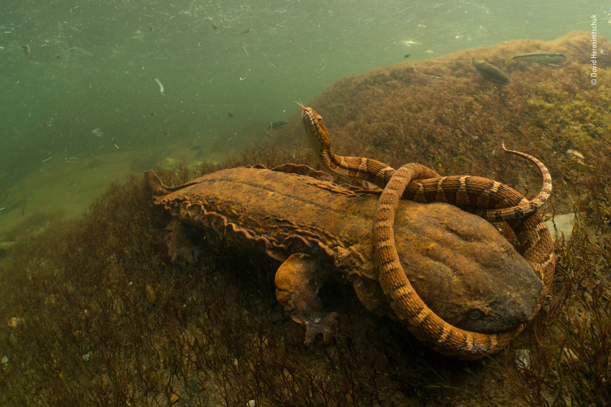 A Hellbender (giant salamander) finds himself entangled by a snake r