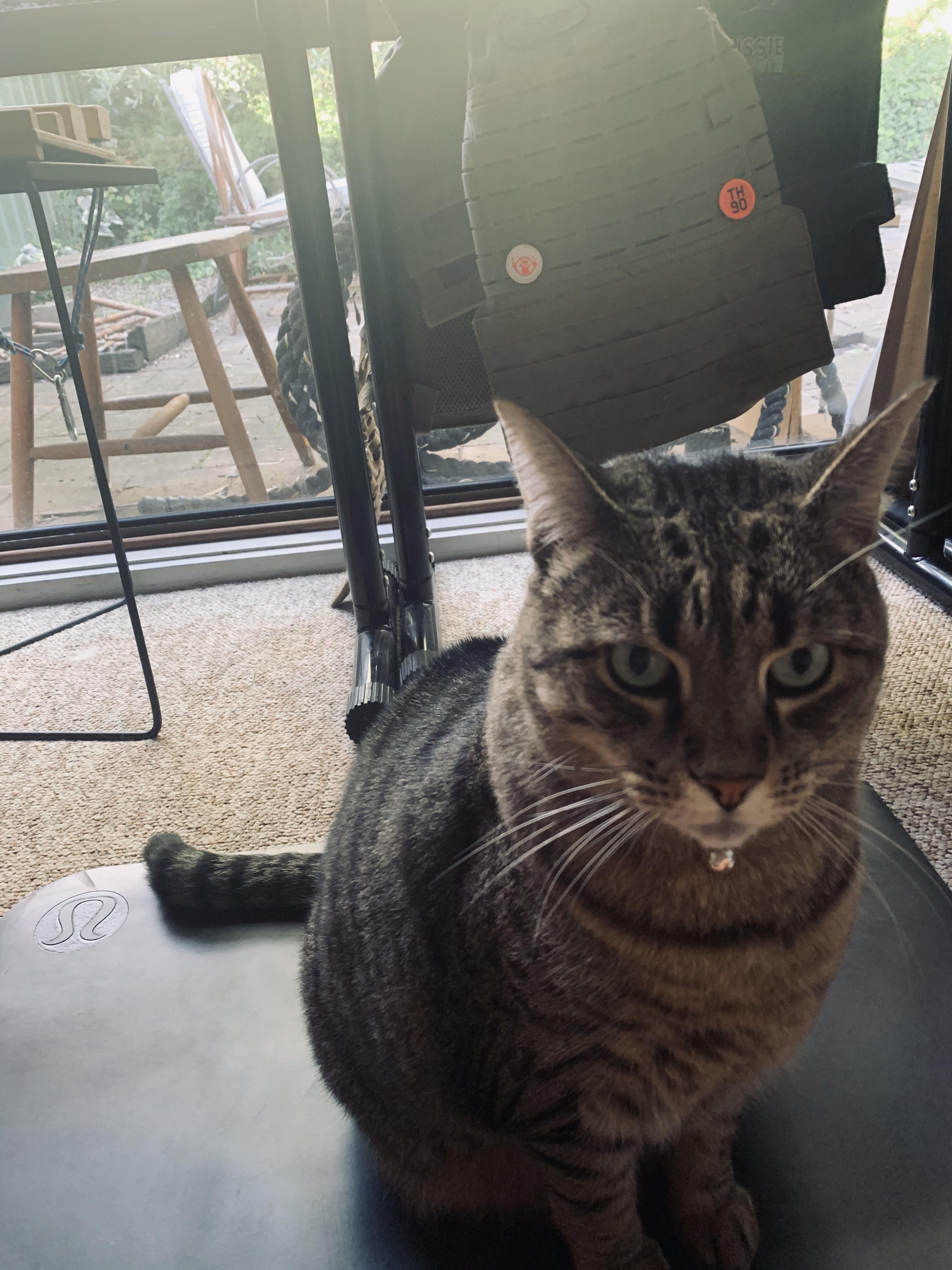 My cat does like the mat too. r/lululemon