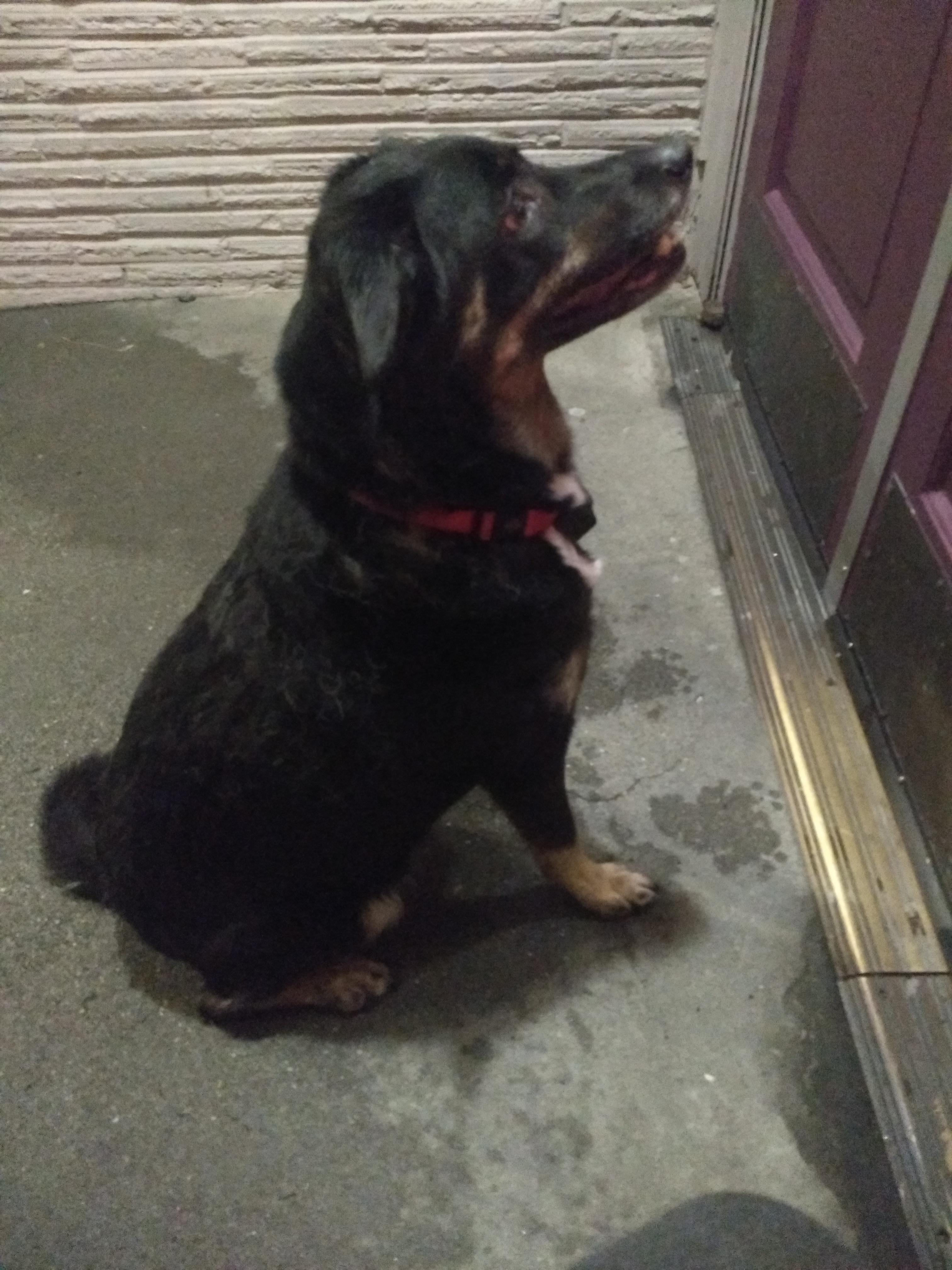 Found Dog Lower Queen Anne r/Seattle