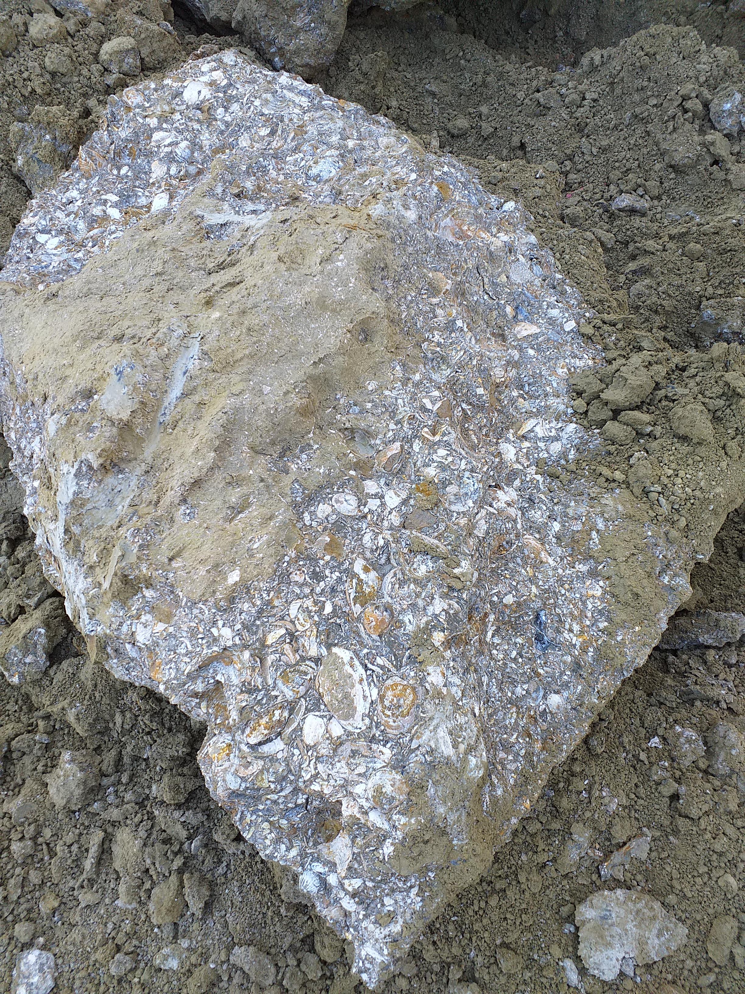 Limestone full of carbonate bioclasts r/geology