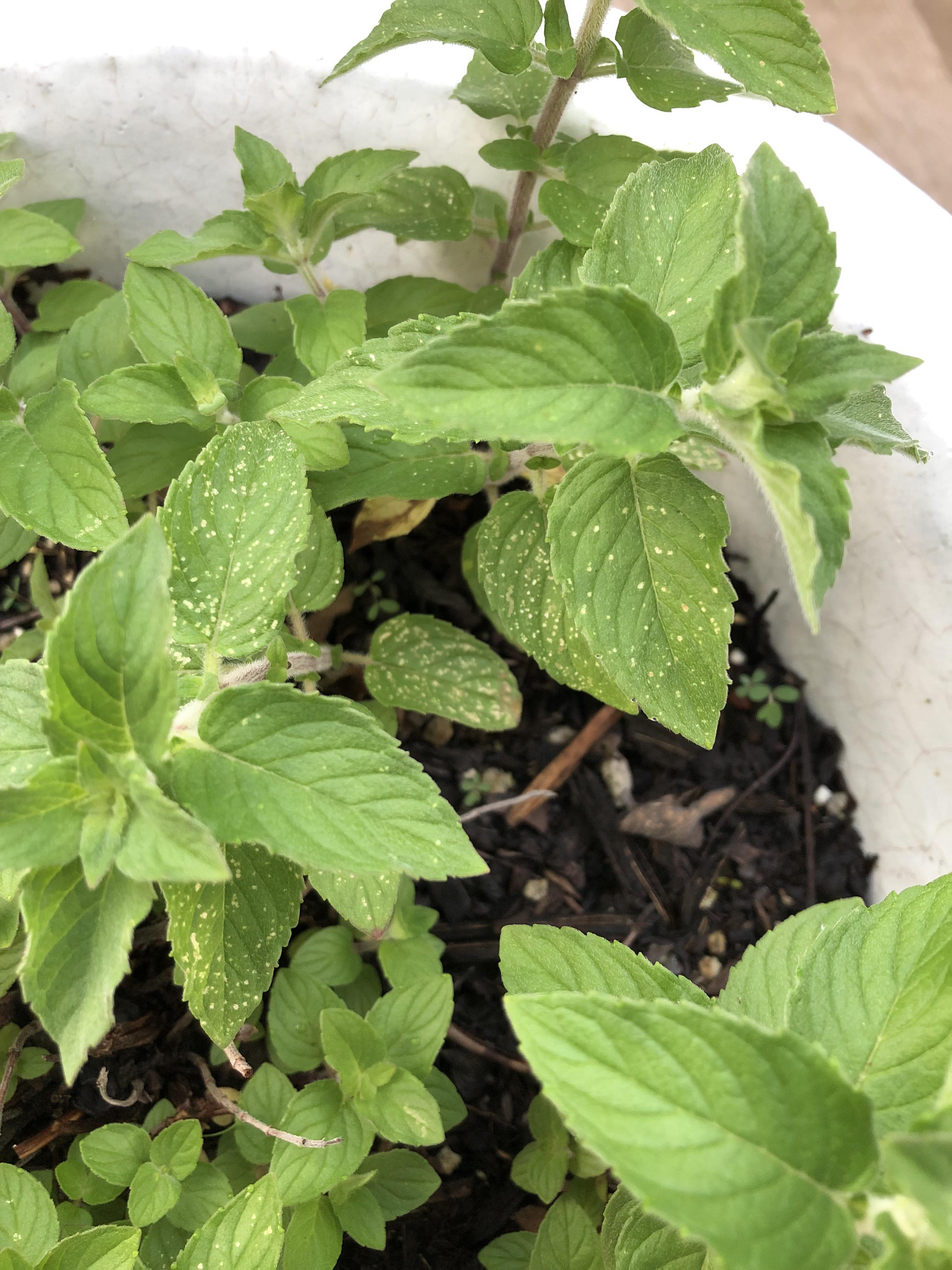 What are these spots on my mint? Zone 6b. r/vegetablegardening